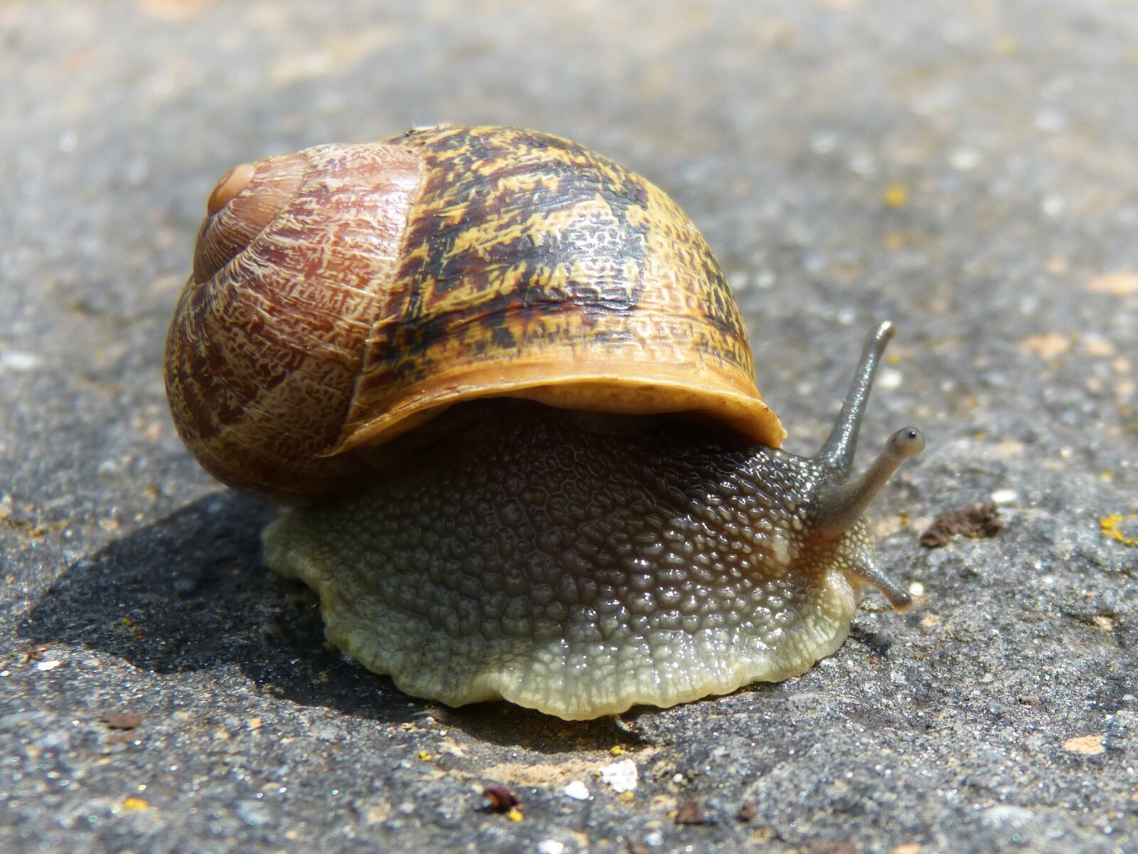Panasonic DMC-FZ62 sample photo. Snail, gastropod, molluscum photography