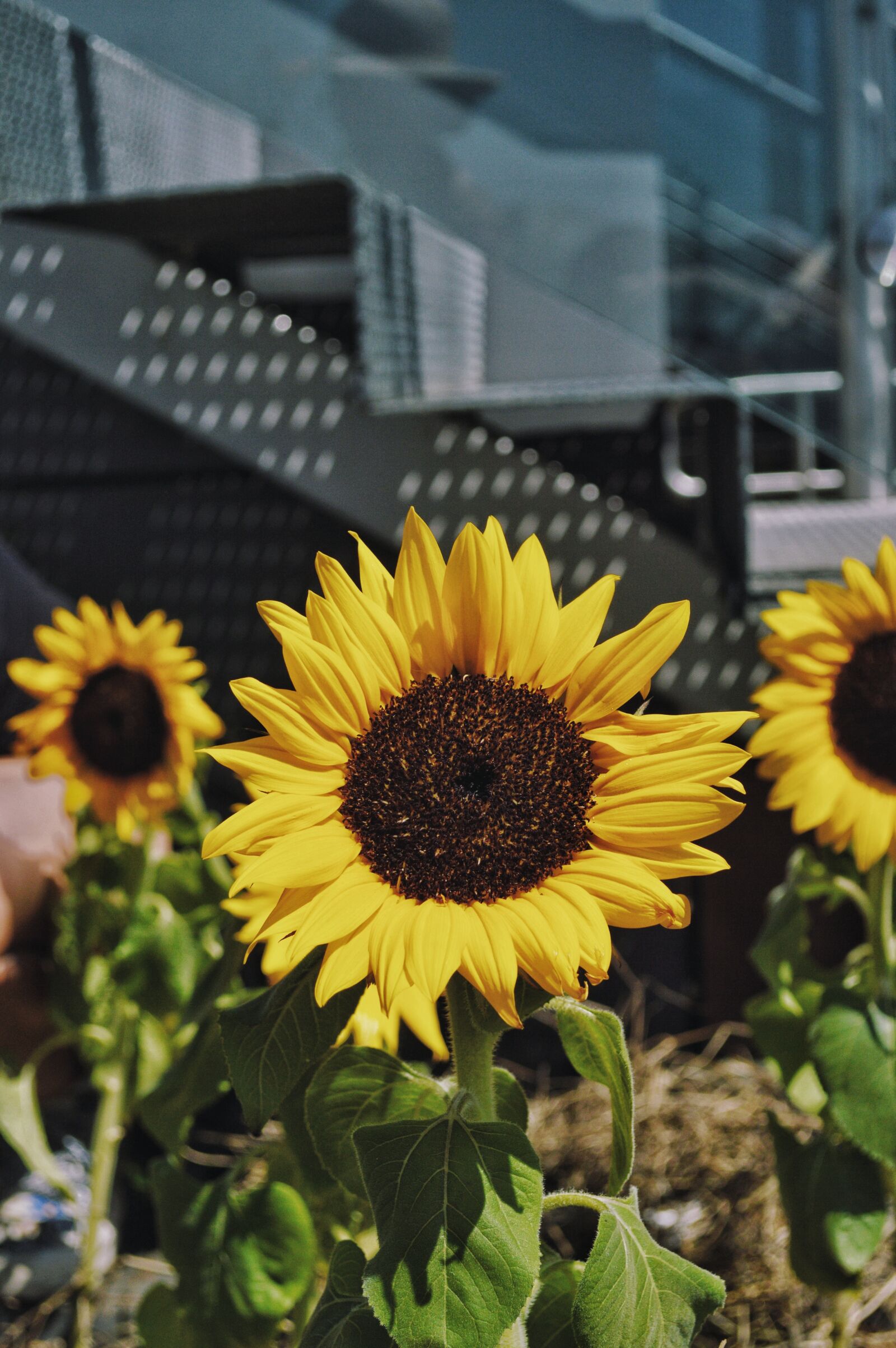 Nikon D3200 sample photo. Sunflower, garden, focus photography