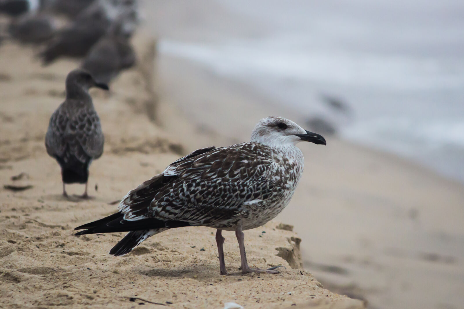 Canon EOS 600D (Rebel EOS T3i / EOS Kiss X5) sample photo. Black, and, white, bird photography