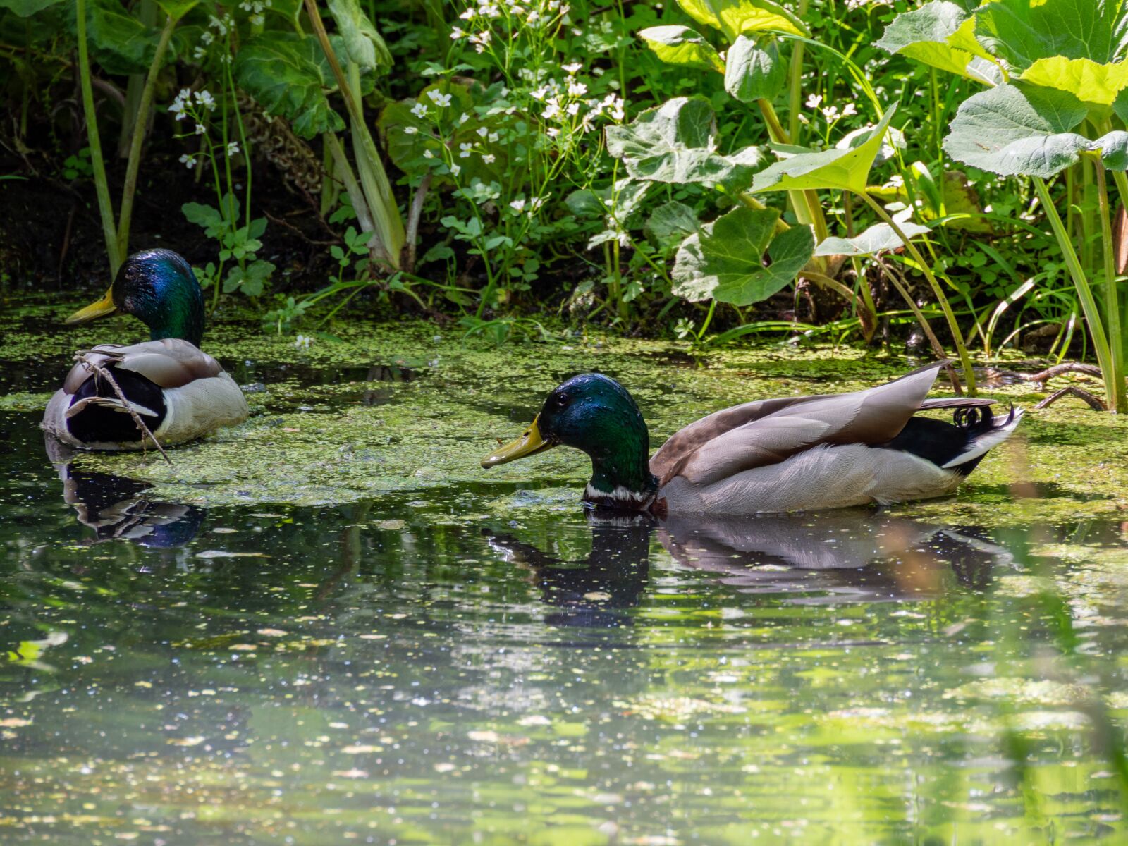Olympus OM-D E-M10 III sample photo. Drake, water, bird photography
