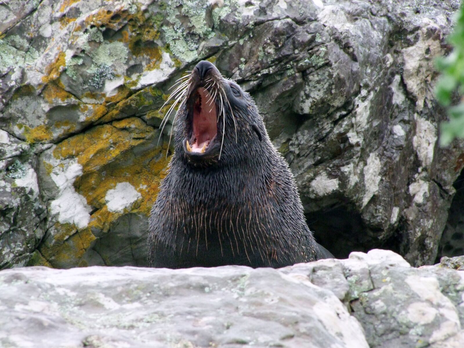 Fujifilm FinePix S100fs sample photo. Seal, nz, nature photography