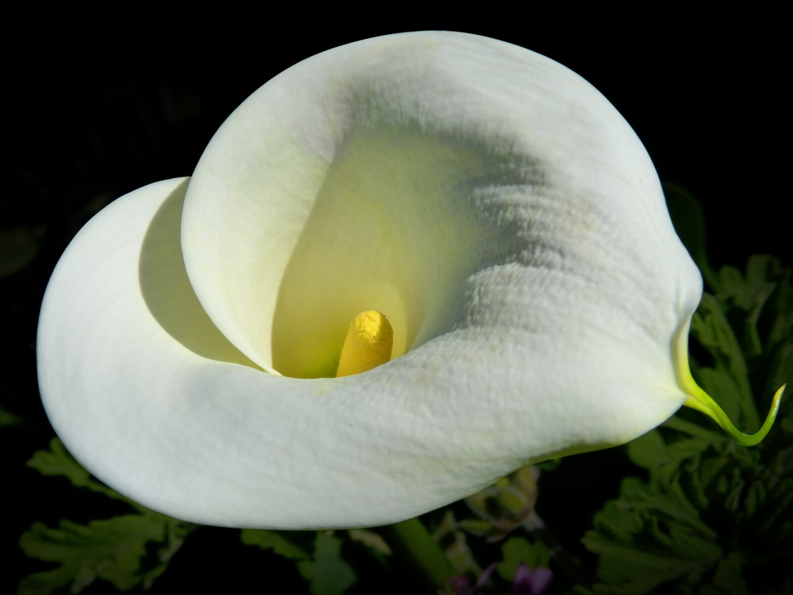 Panasonic DMC-FZ62 sample photo. White lily, overhead view photography