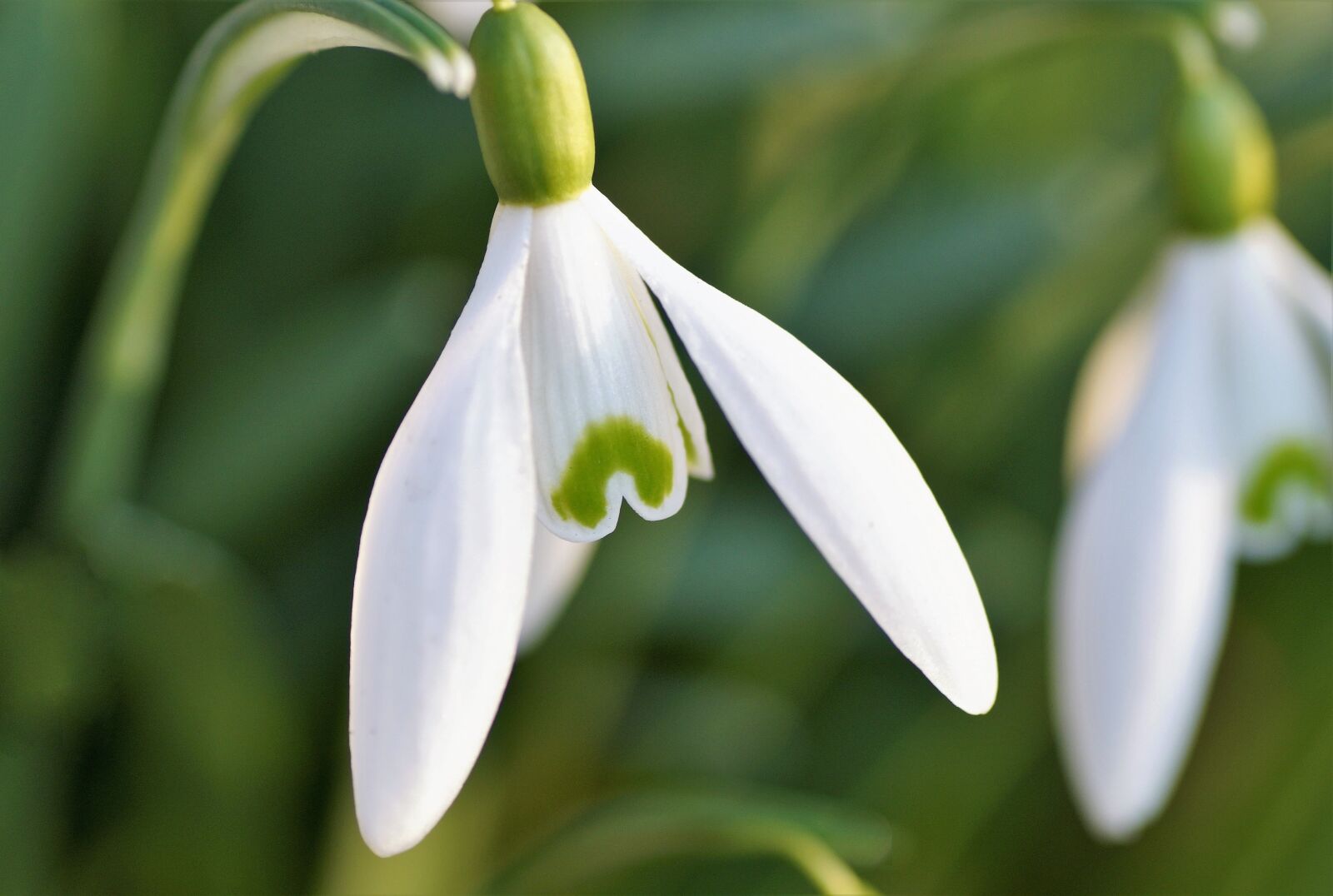 Sony SLT-A58 sample photo. Snowdrop, white, spring photography