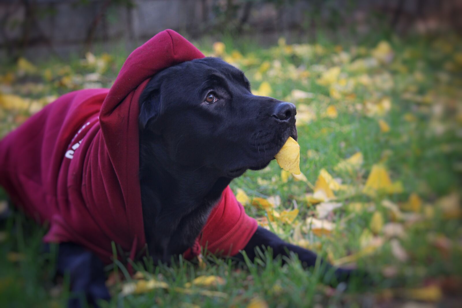 Canon EOS 1200D (EOS Rebel T5 / EOS Kiss X70 / EOS Hi) sample photo. Vest, dog, naughty photography