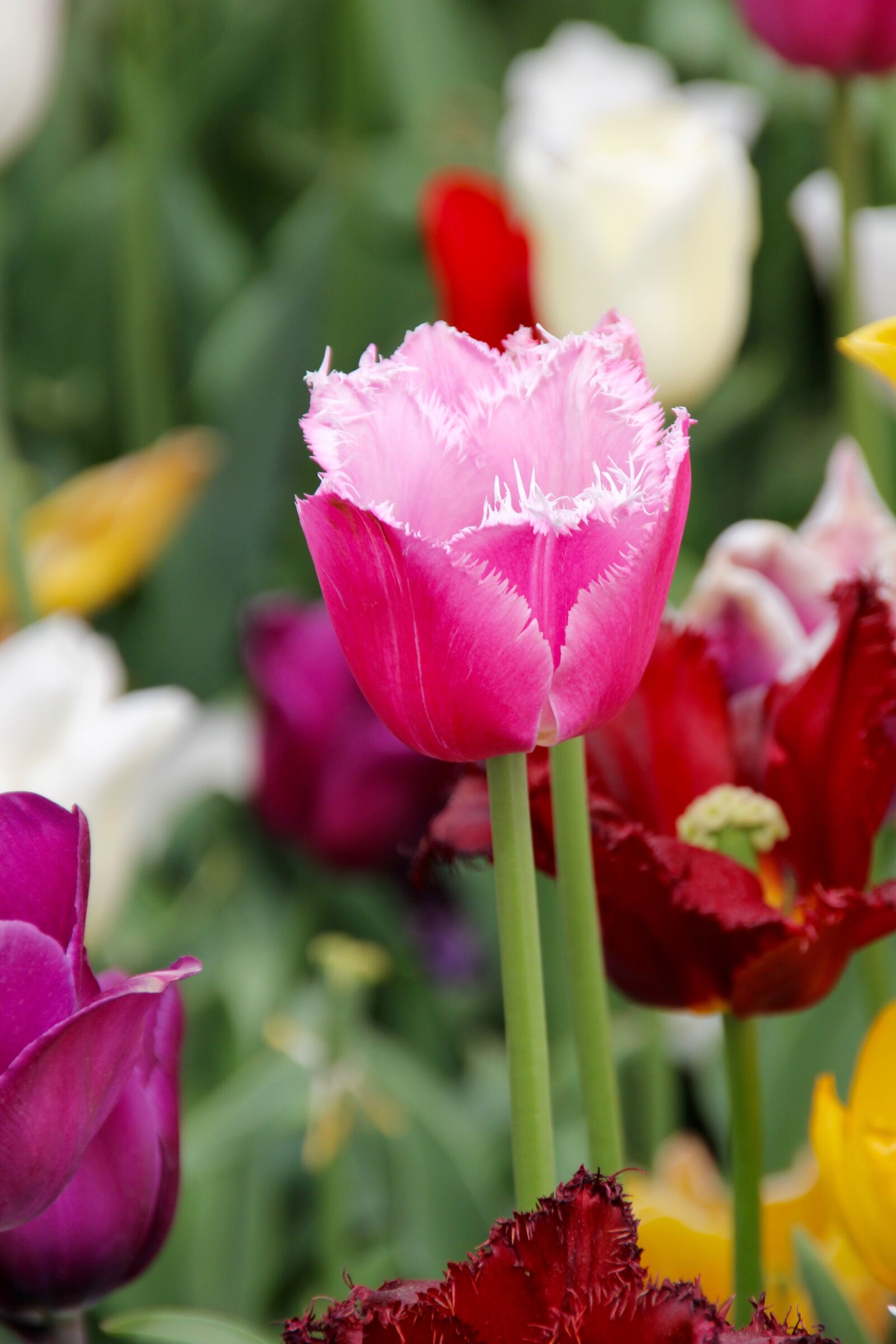 Canon EOS 60D sample photo. Tulips, tulip field, tulpenbluete photography