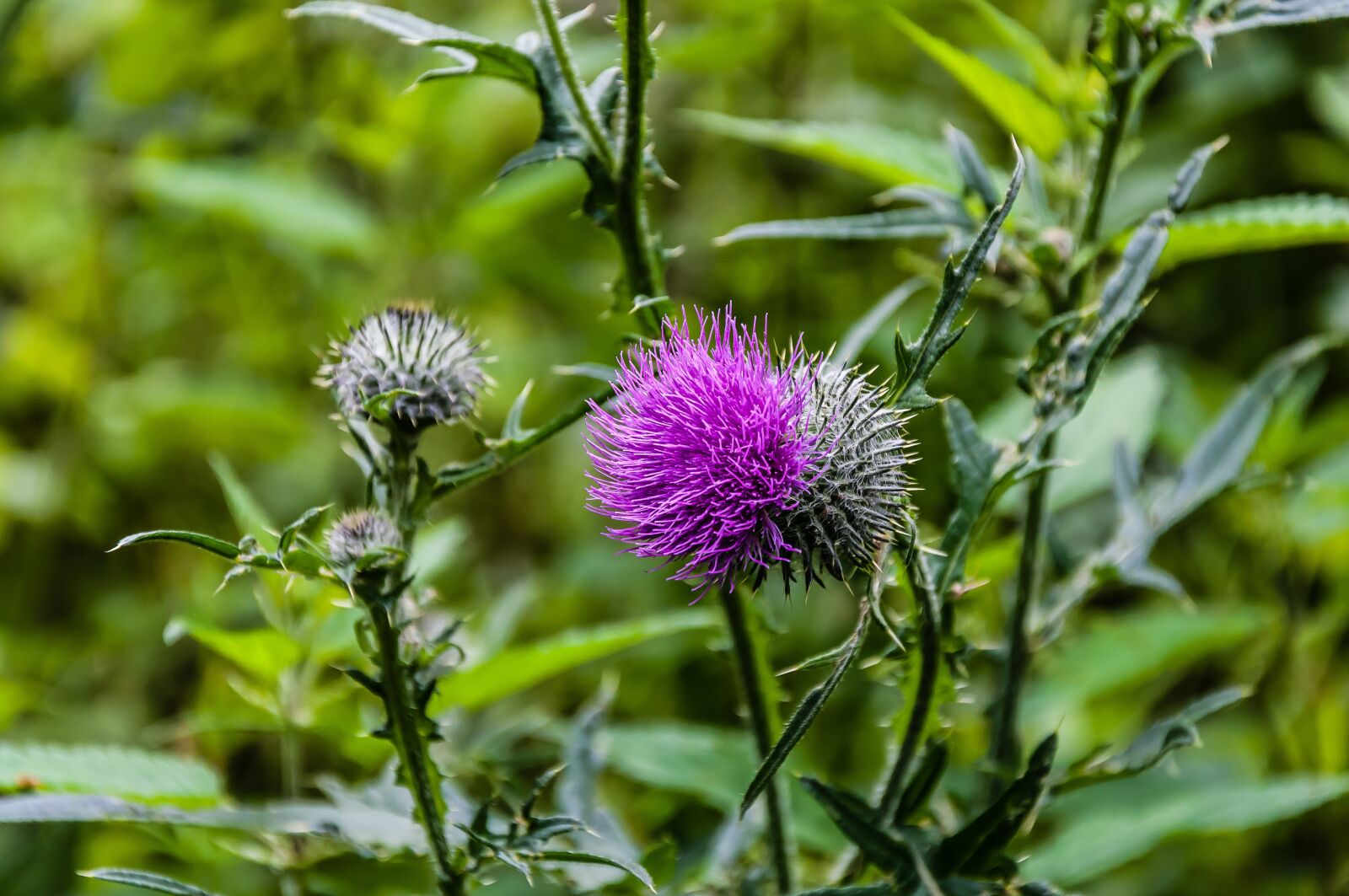 Nikon D5000 sample photo. Nature, thistle, plant photography