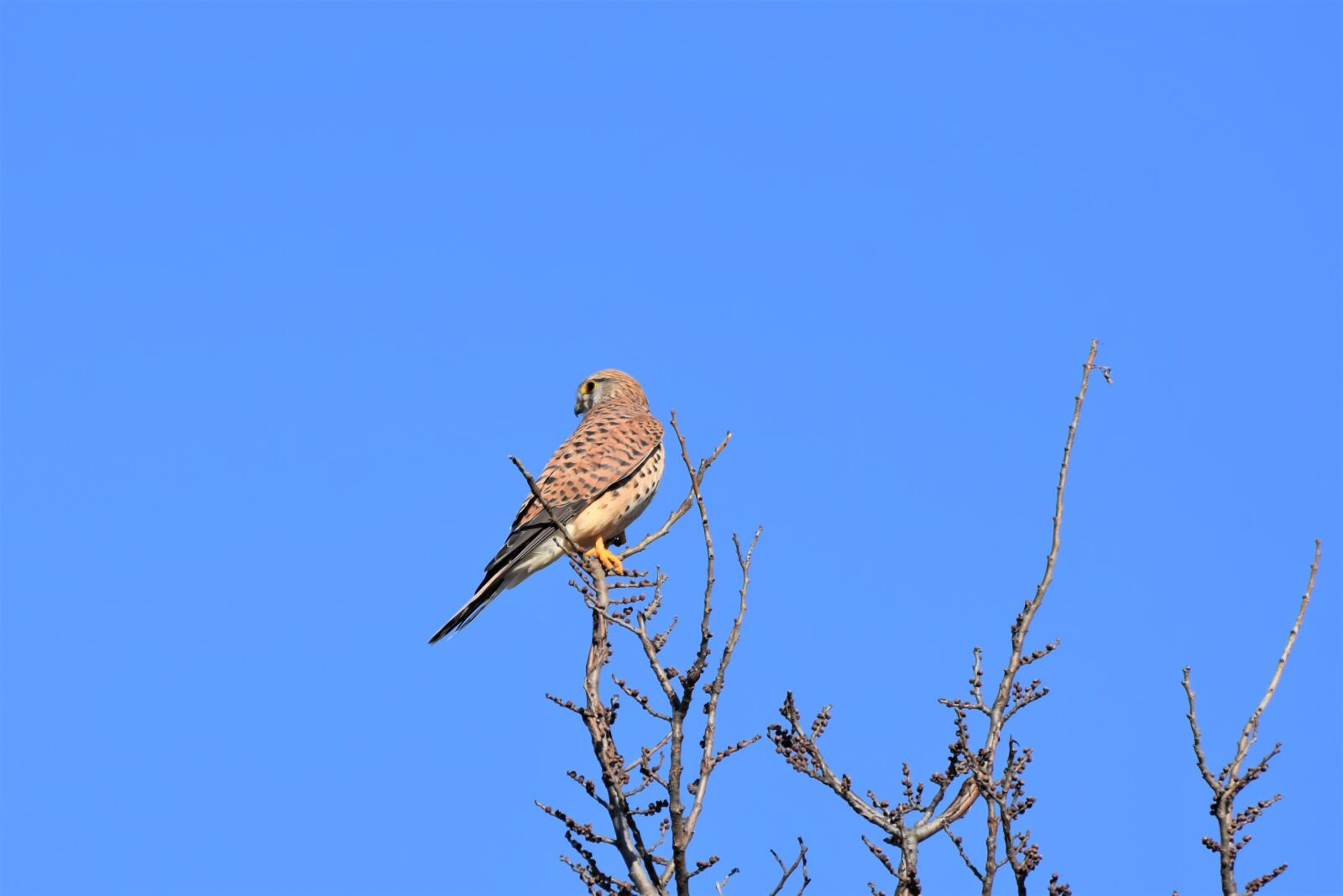 Nikon D7200 sample photo. Falcon, bird of prey photography