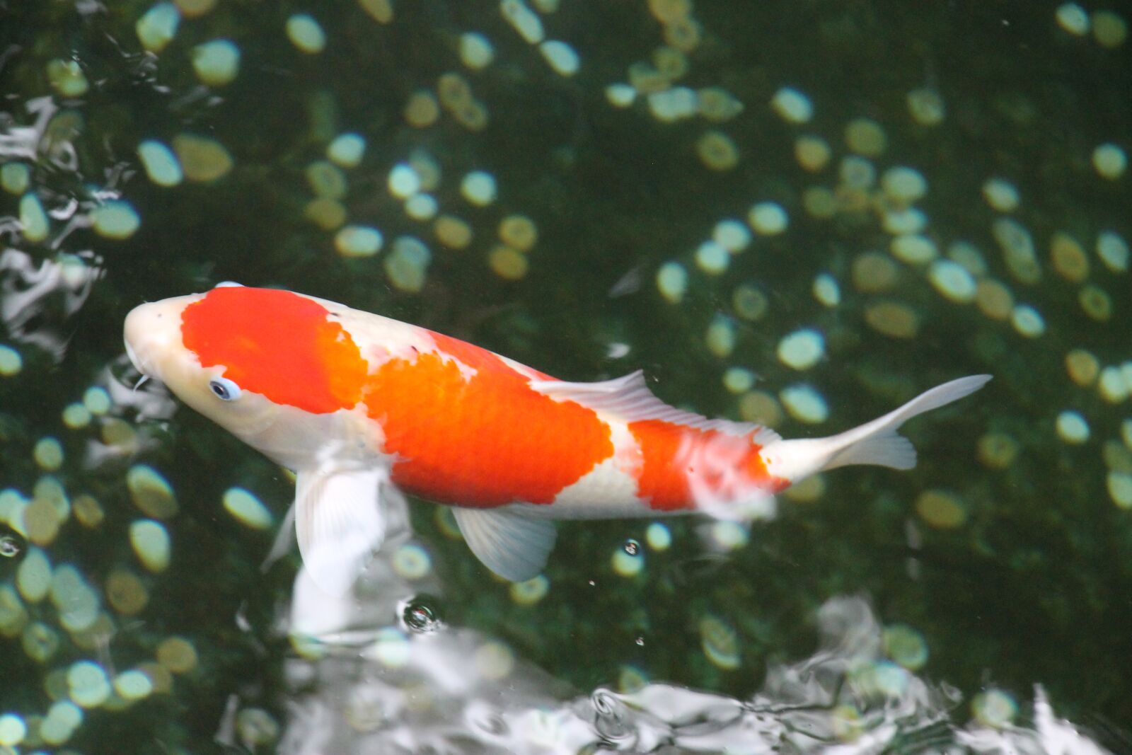 Canon EF-S 18-135mm F3.5-5.6 IS USM sample photo. Koi fish, tokyo, pond photography