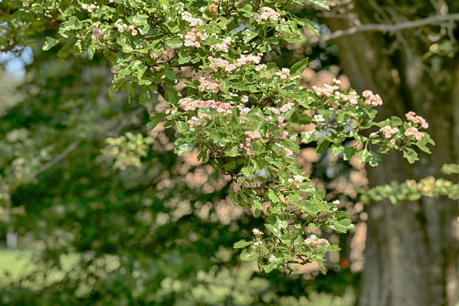 Canon EOS 7D Mark II sample photo. Fruit tree, nature, flower photography