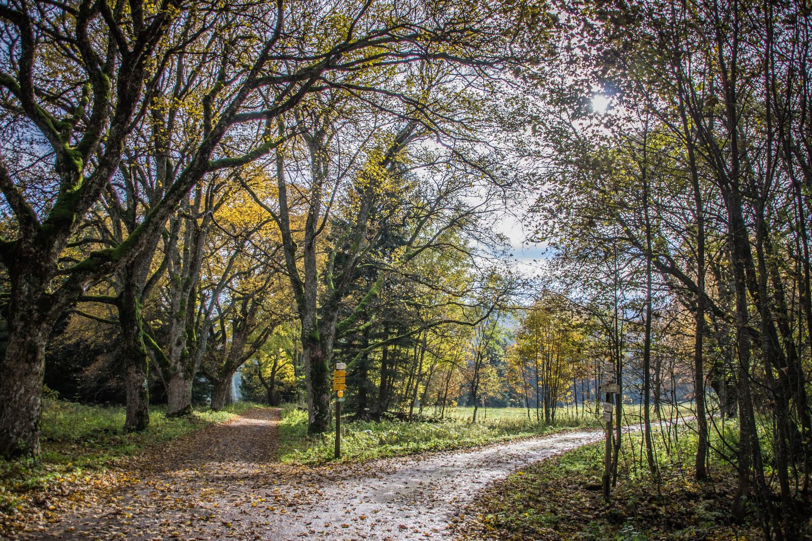 Nikon D3100 sample photo. Crossroads, alley, treetops photography