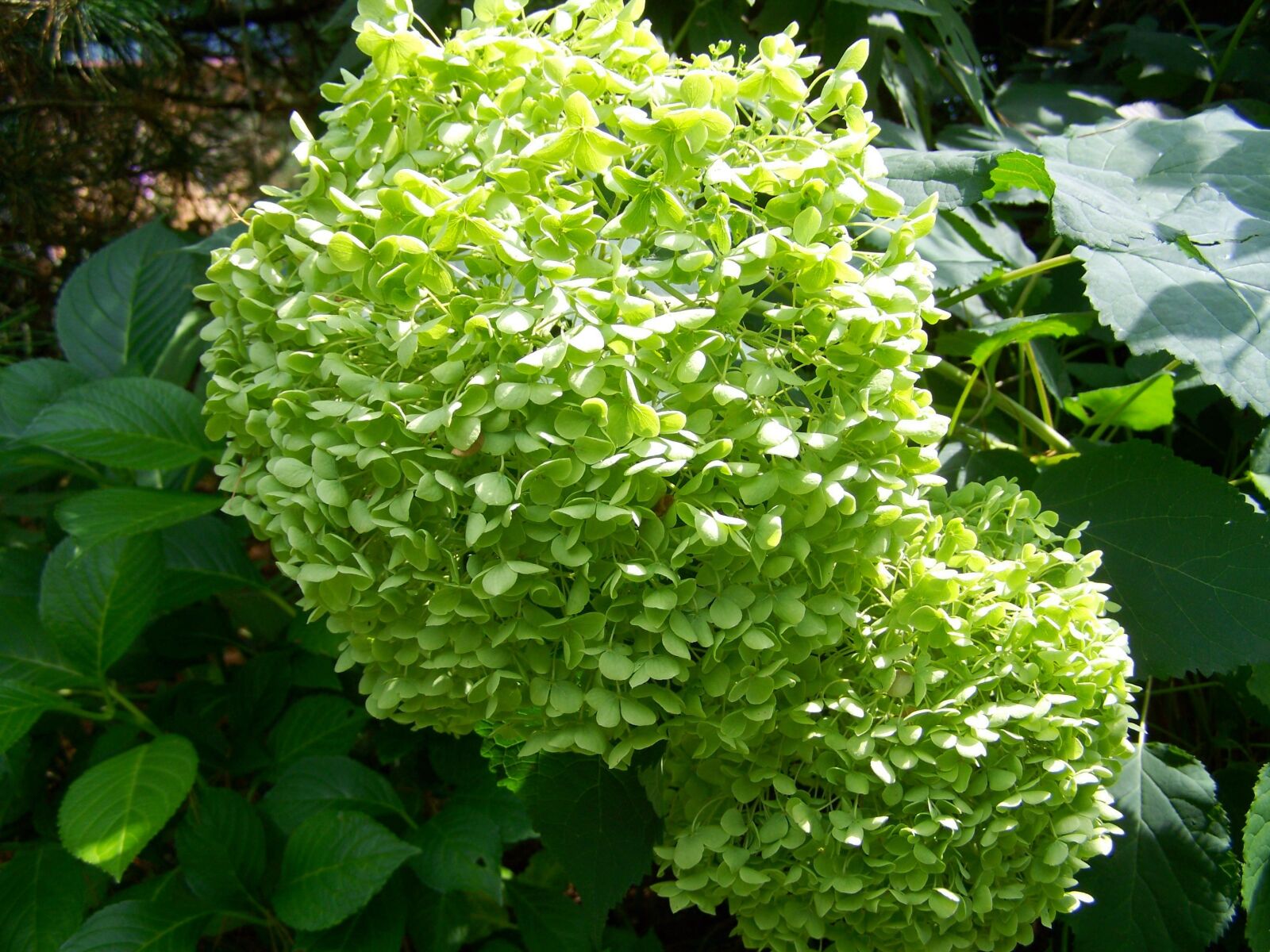 Kodak EASYSHARE ZD710 ZOOM DIGITAL CAMERA sample photo. Light green hydrangea, garden photography