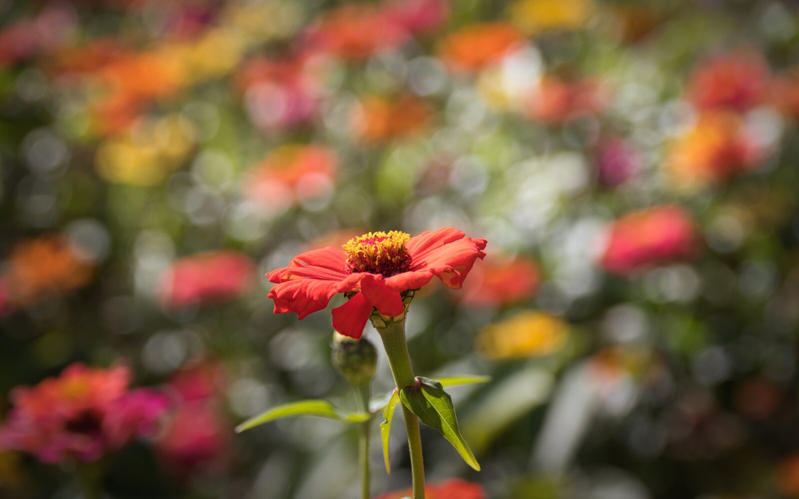 Canon EOS 200D (EOS Rebel SL2 / EOS Kiss X9) sample photo. Zinnia, composites, flower photography