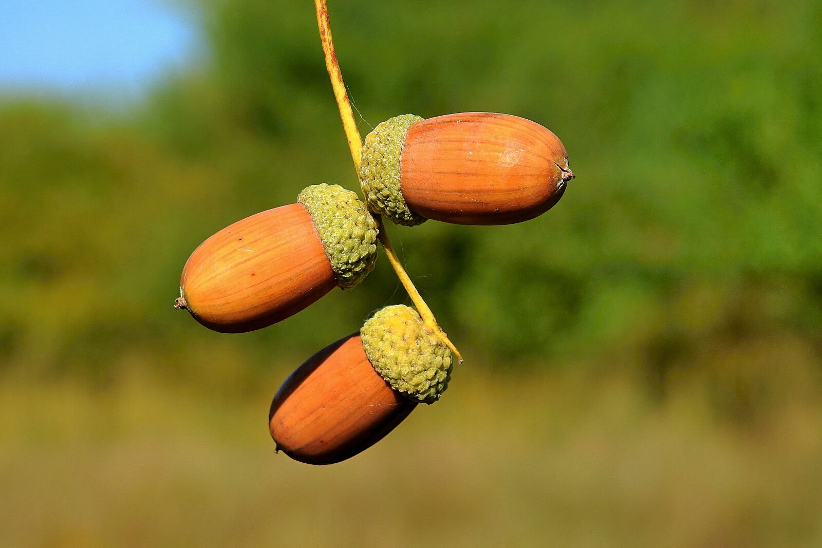 Nikon Coolpix P900 sample photo. Acorns, end of the photography