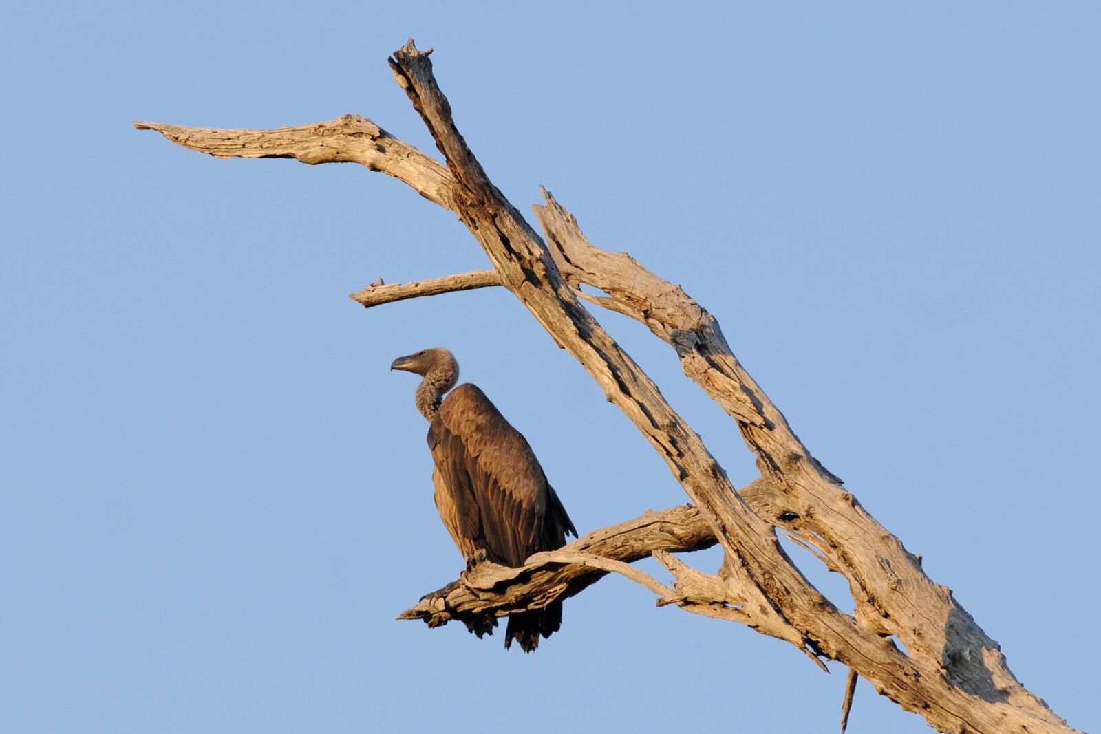 Nikon D300 sample photo. Vulture, bird, botswana photography