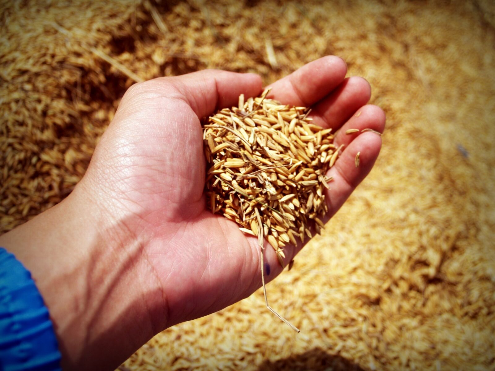 Olympus E-300 (EVOLT E-300) sample photo. Rice, hand, harvest photography