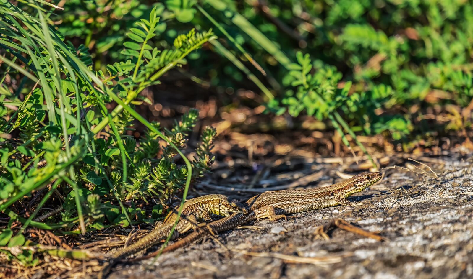 Fujifilm XF 55-200mm F3.5-4.8 R LM OIS sample photo. Lizards, two, fight photography