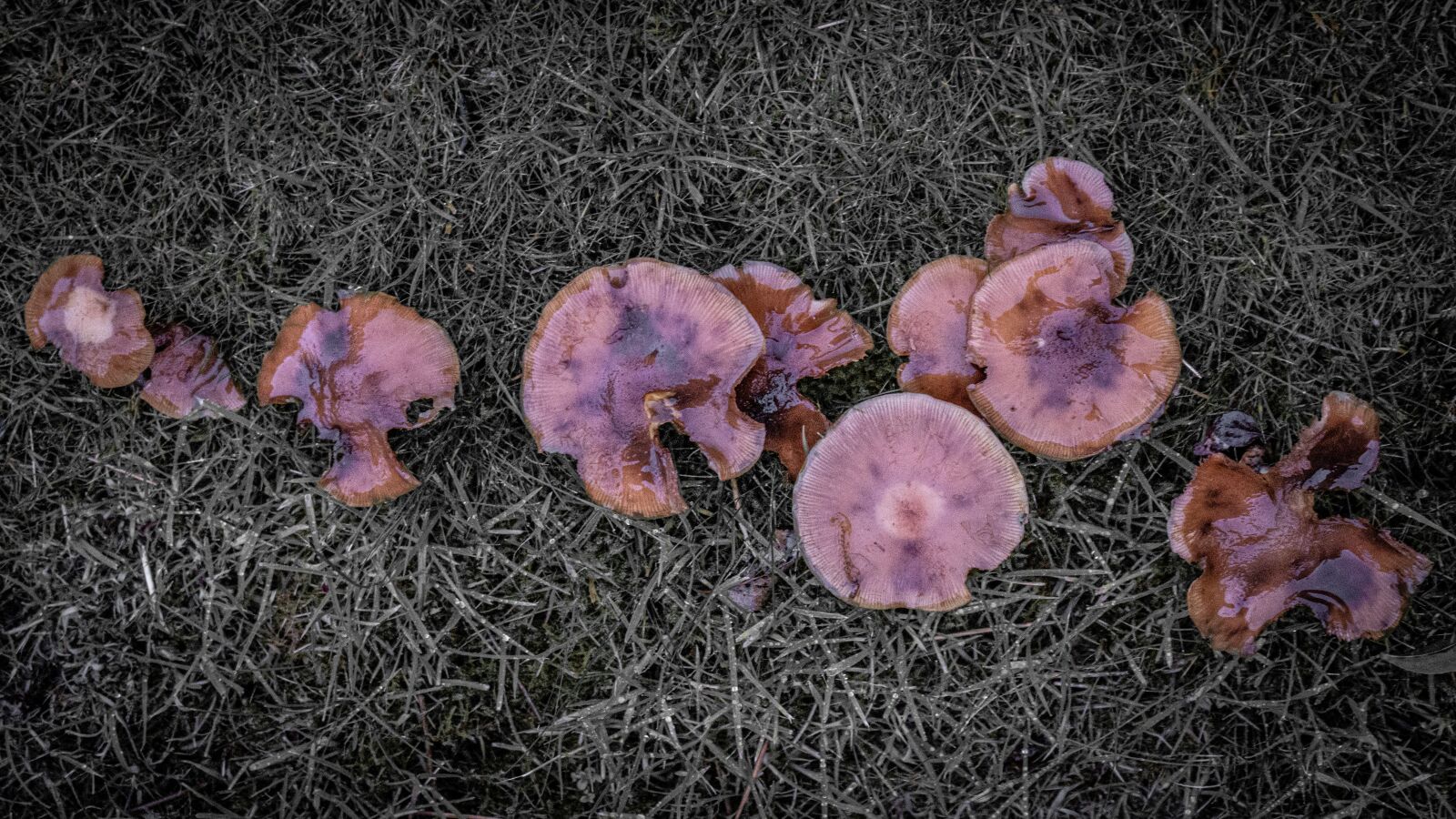 Sony a7R II + Sony FE 28-70mm F3.5-5.6 OSS sample photo. Mushroom, fungus, garden photography