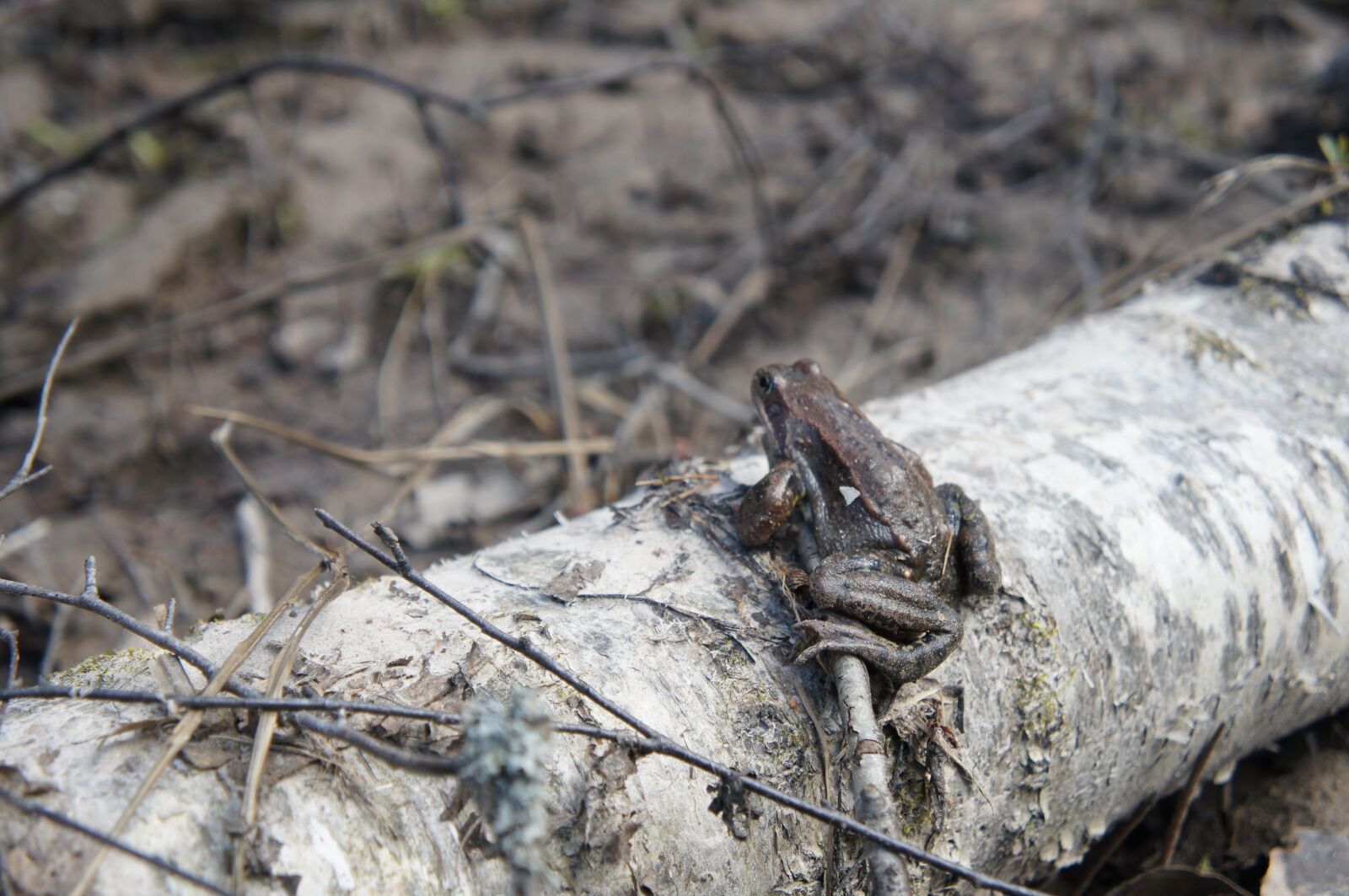 Sony Alpha NEX-C3 sample photo. Frog, toad, sun photography