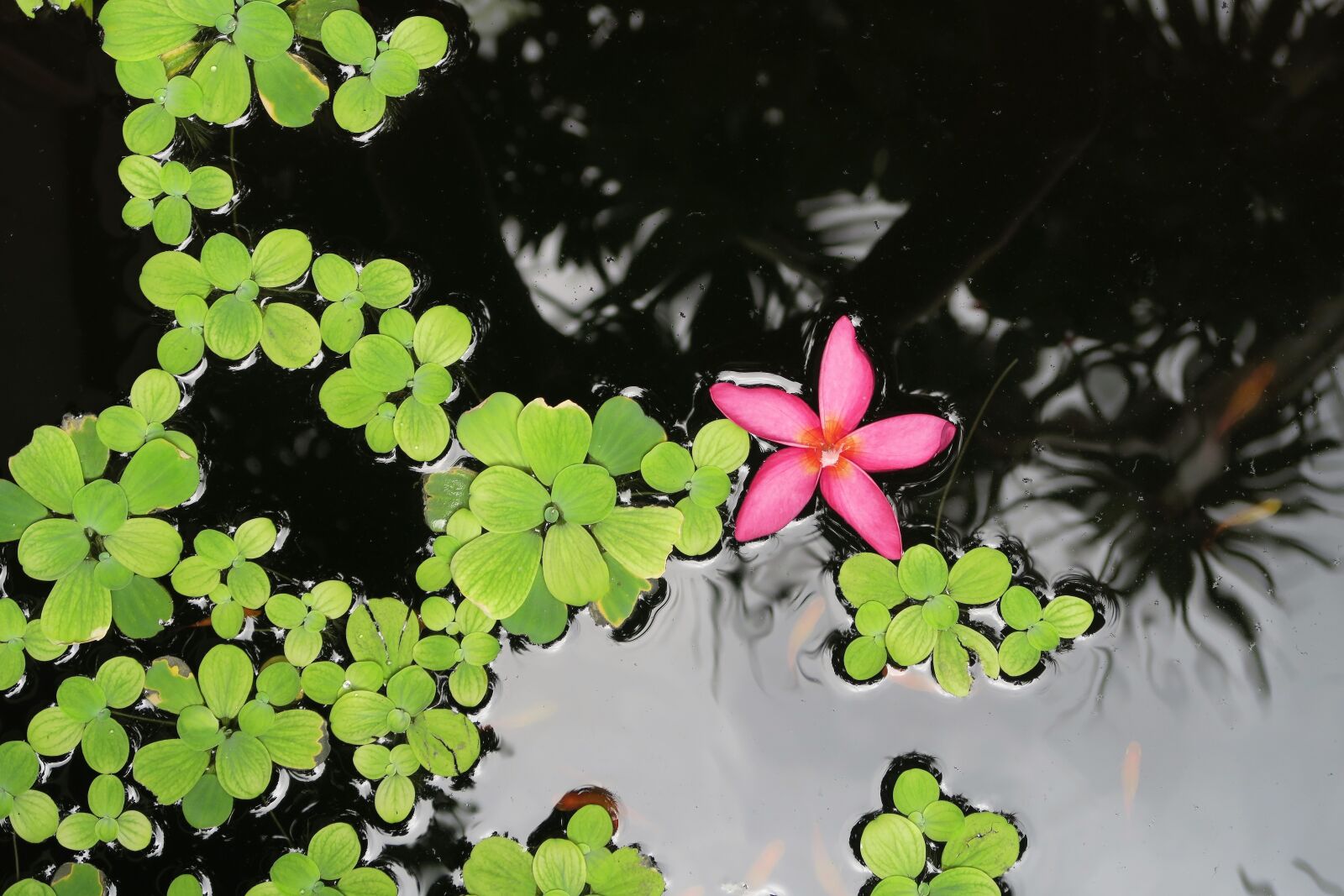 Canon PowerShot G7 X sample photo. Flower, aquatic, aquatic plant photography