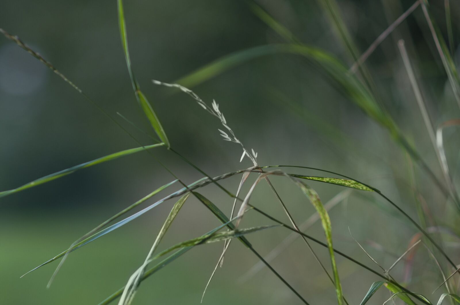 Nikon D90 sample photo. Grass, love grass, contemplative photography