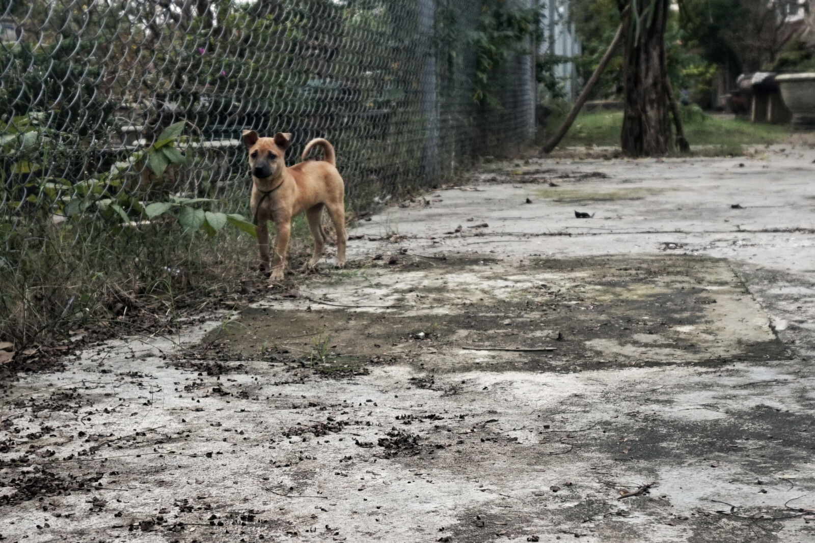 Sony Alpha a5000 (ILCE 5000) sample photo. Baby, dog photography
