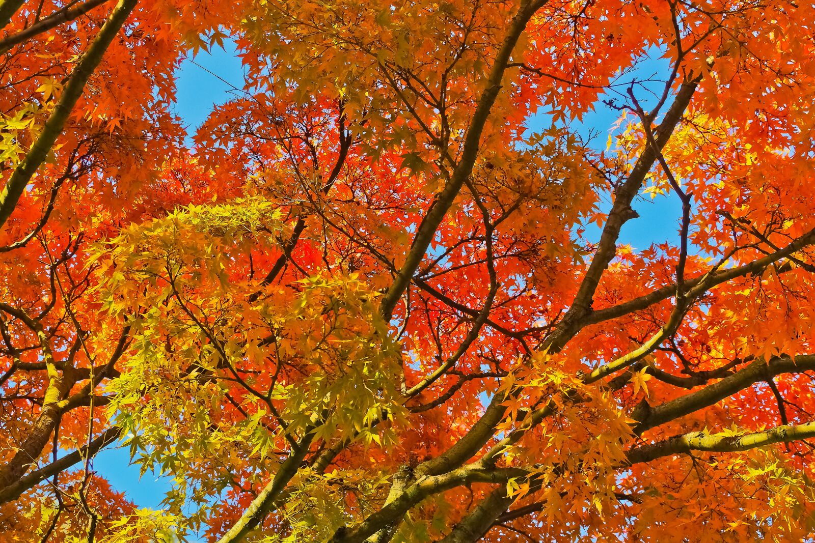 Olympus OM-D E-M10 sample photo. Autumn, gold, golden autumn photography