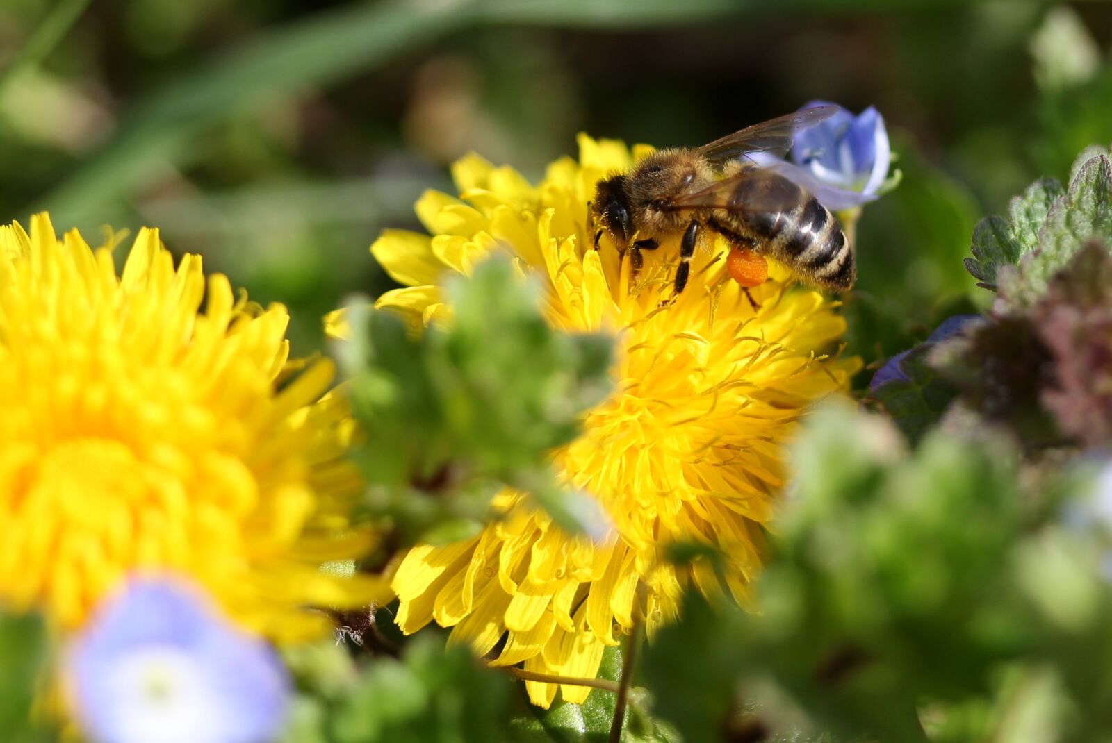 Canon EF-S 60mm F2.8 Macro USM sample photo. Dandelion, bee, yellow photography