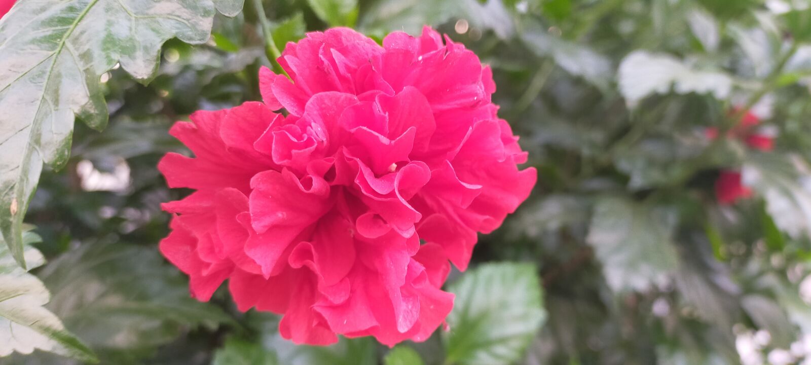OPPO A9 2020 sample photo. Beautiful flowers, red flowers photography