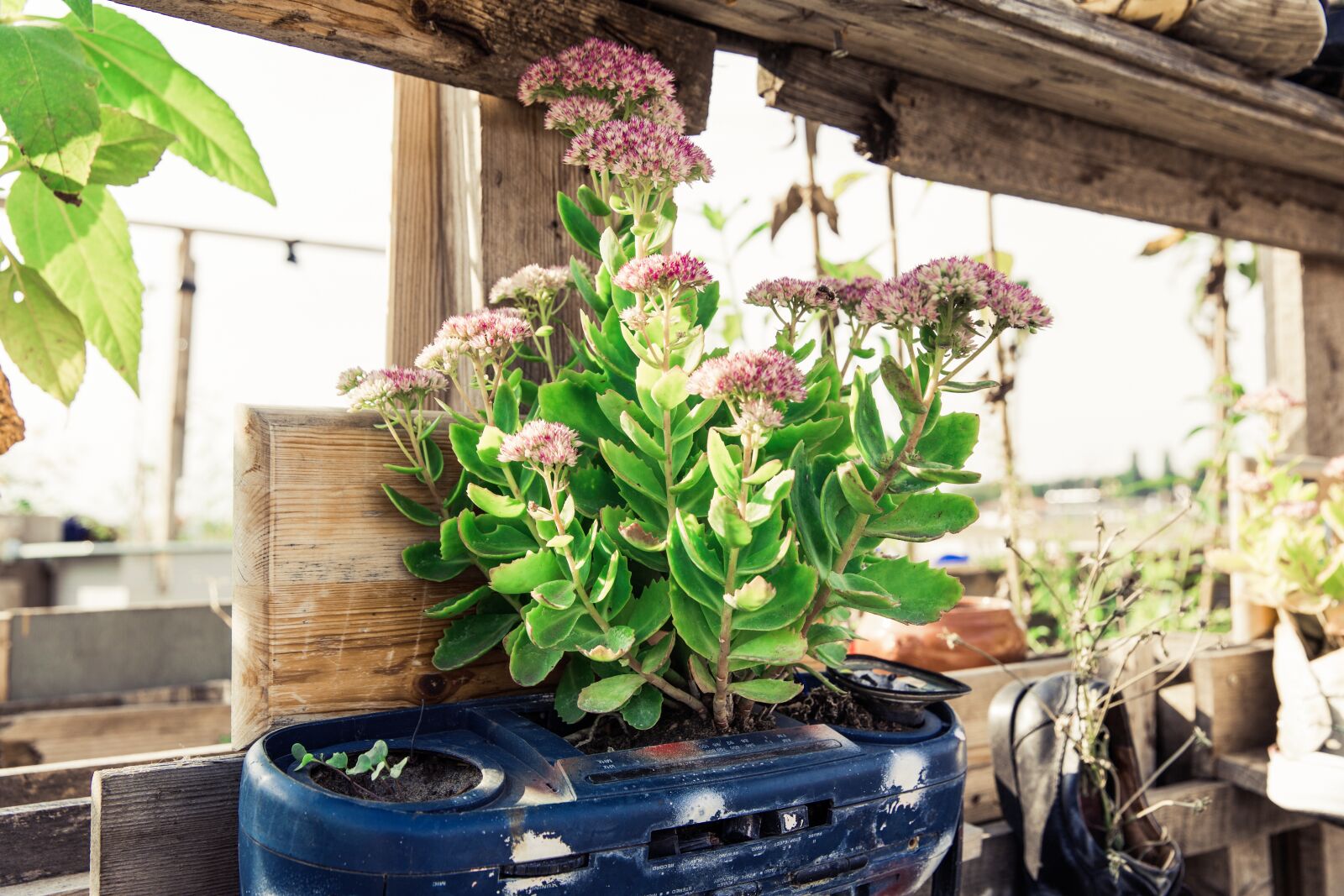 Canon EF 24-70mm F2.8L II USM sample photo. Urban gardening, garden, plant photography