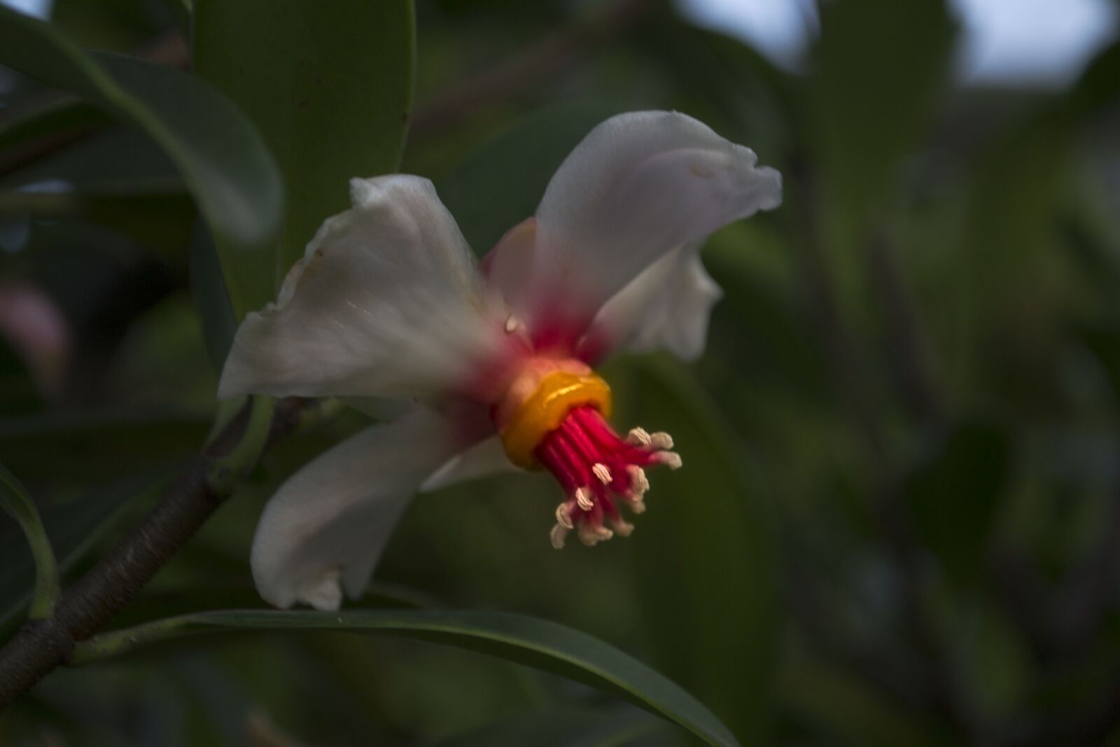 Nikon D3100 sample photo. Nature, flower, plant photography