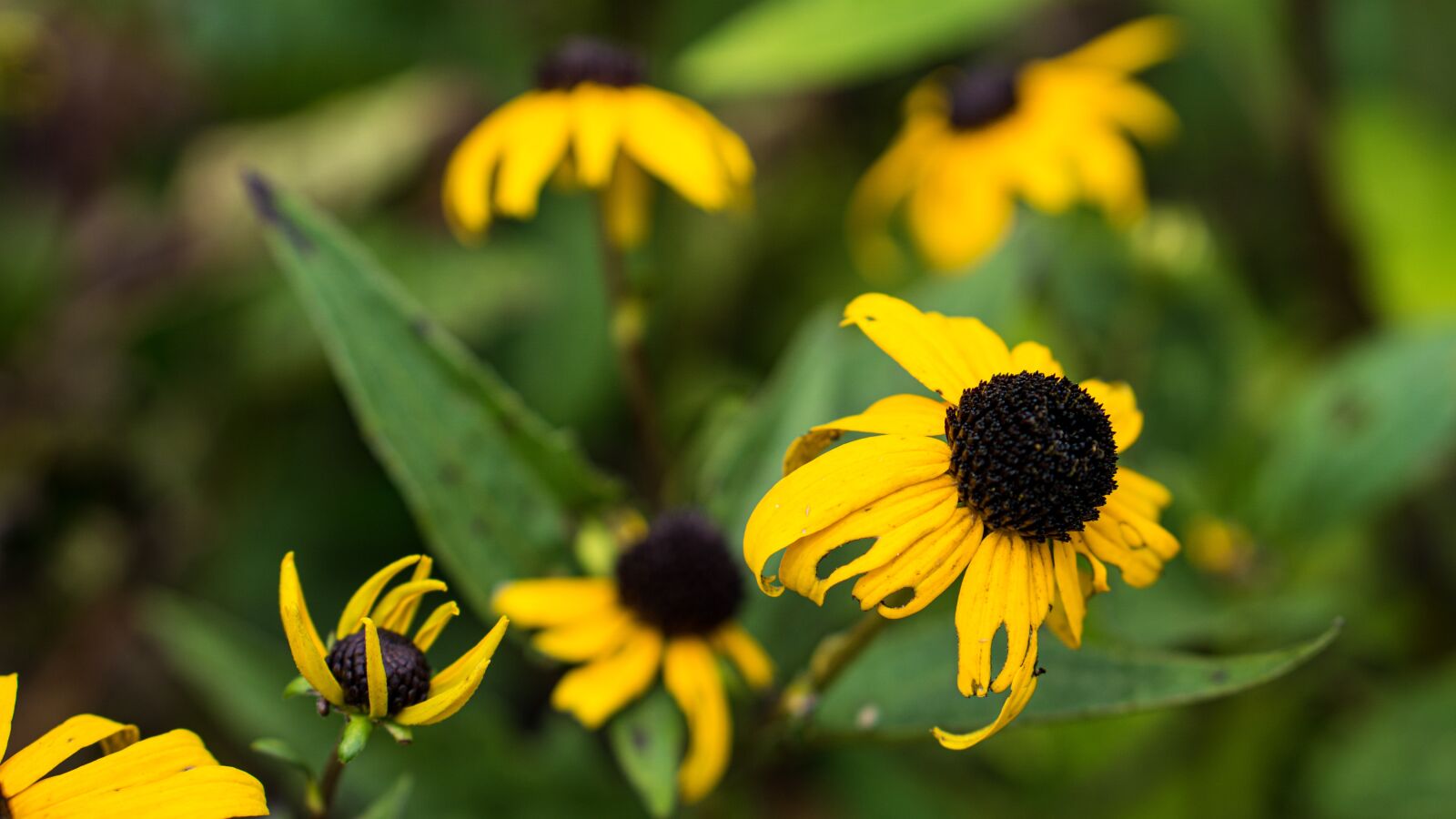 E 50mm F1.8 OSS sample photo. Flower, yellow, petals photography
