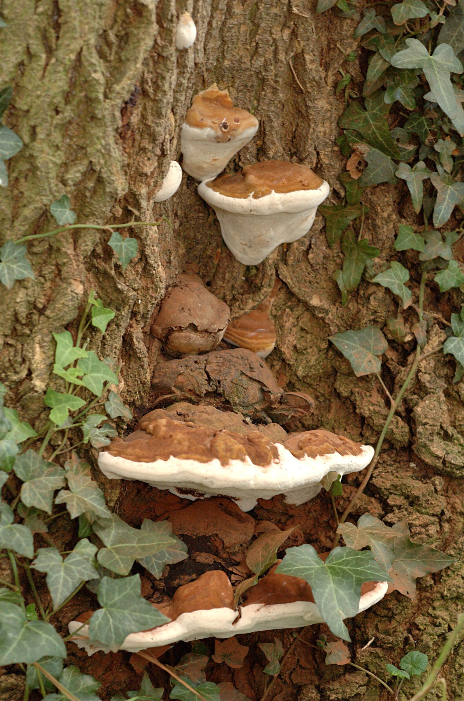 Nikon D70 sample photo. Fungus, bracket, tree photography