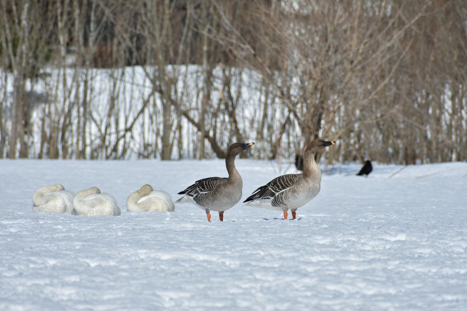 Nikon D7200 sample photo. Animal, bird, wild birds photography