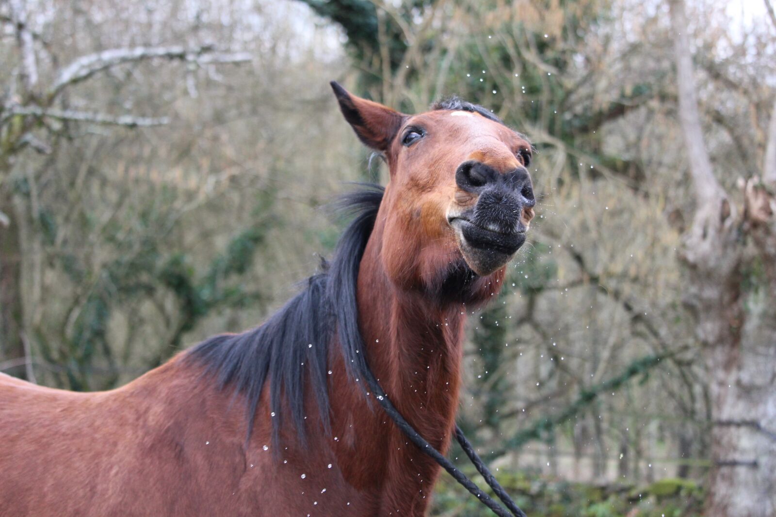 Canon EOS 1200D (EOS Rebel T5 / EOS Kiss X70 / EOS Hi) sample photo. Horse, horses, animals photography