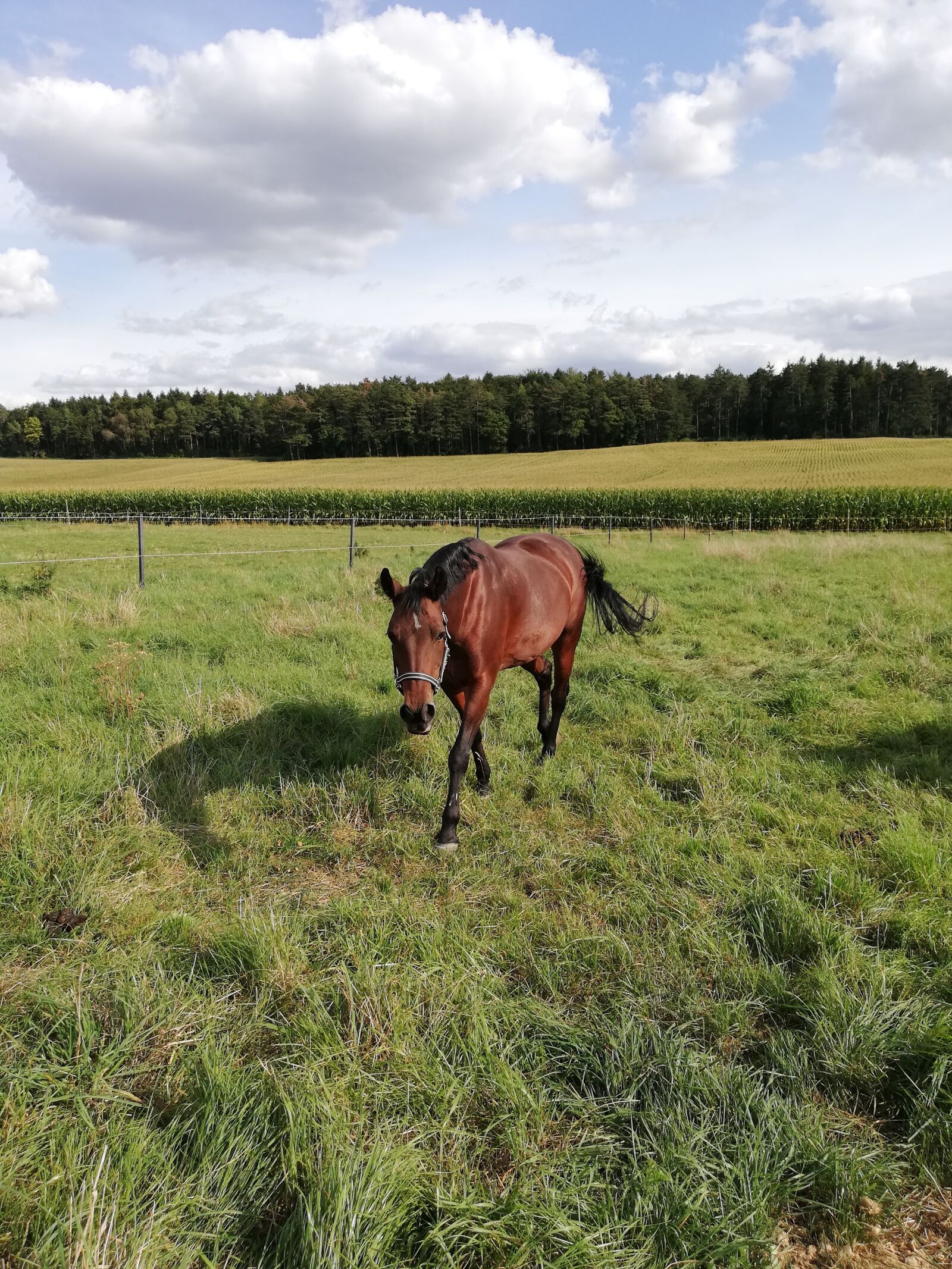 HUAWEI P20 lite sample photo. Horse, coupling, pasture photography