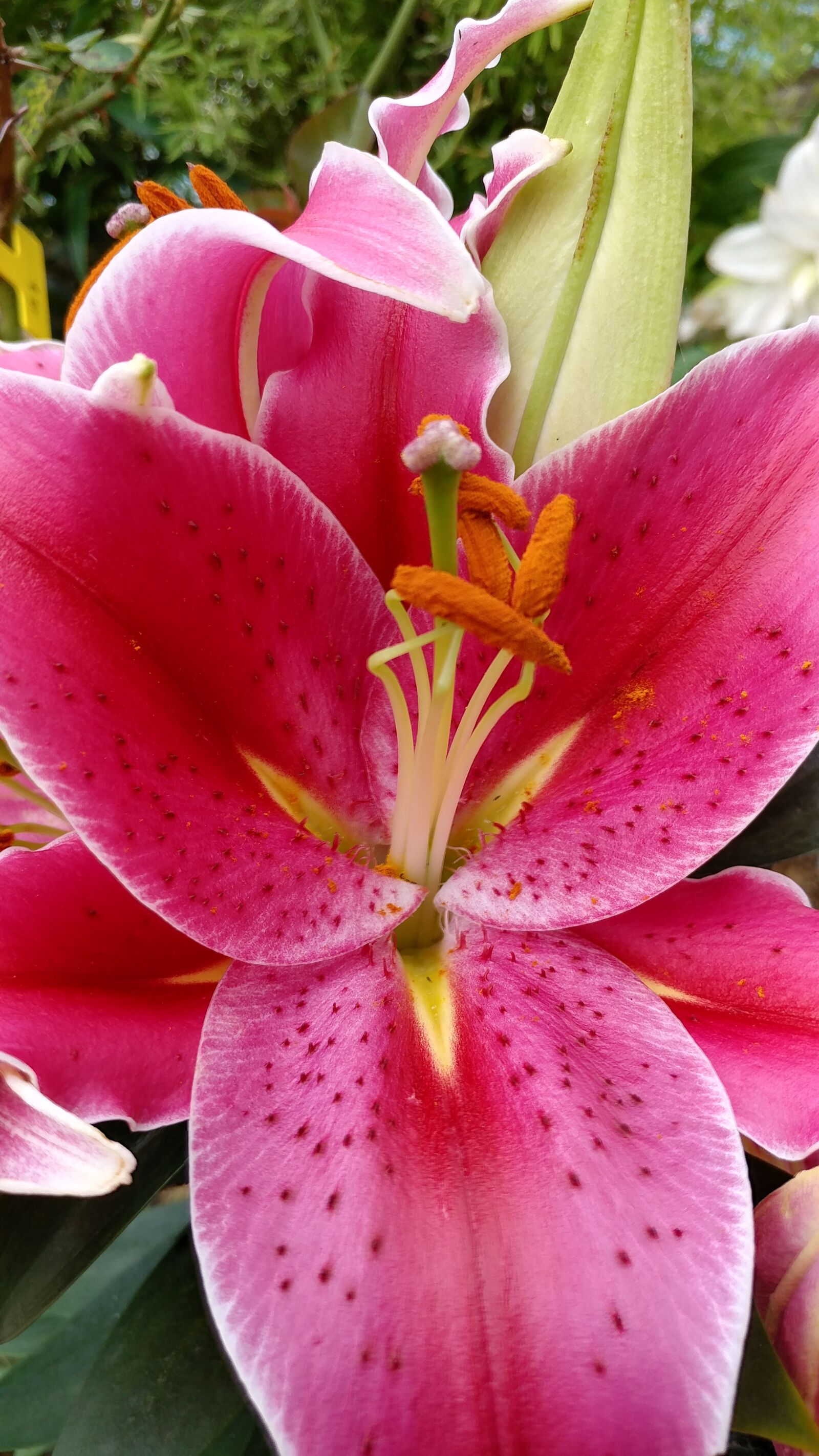 LG V20 sample photo. Flowers, nature, plants photography