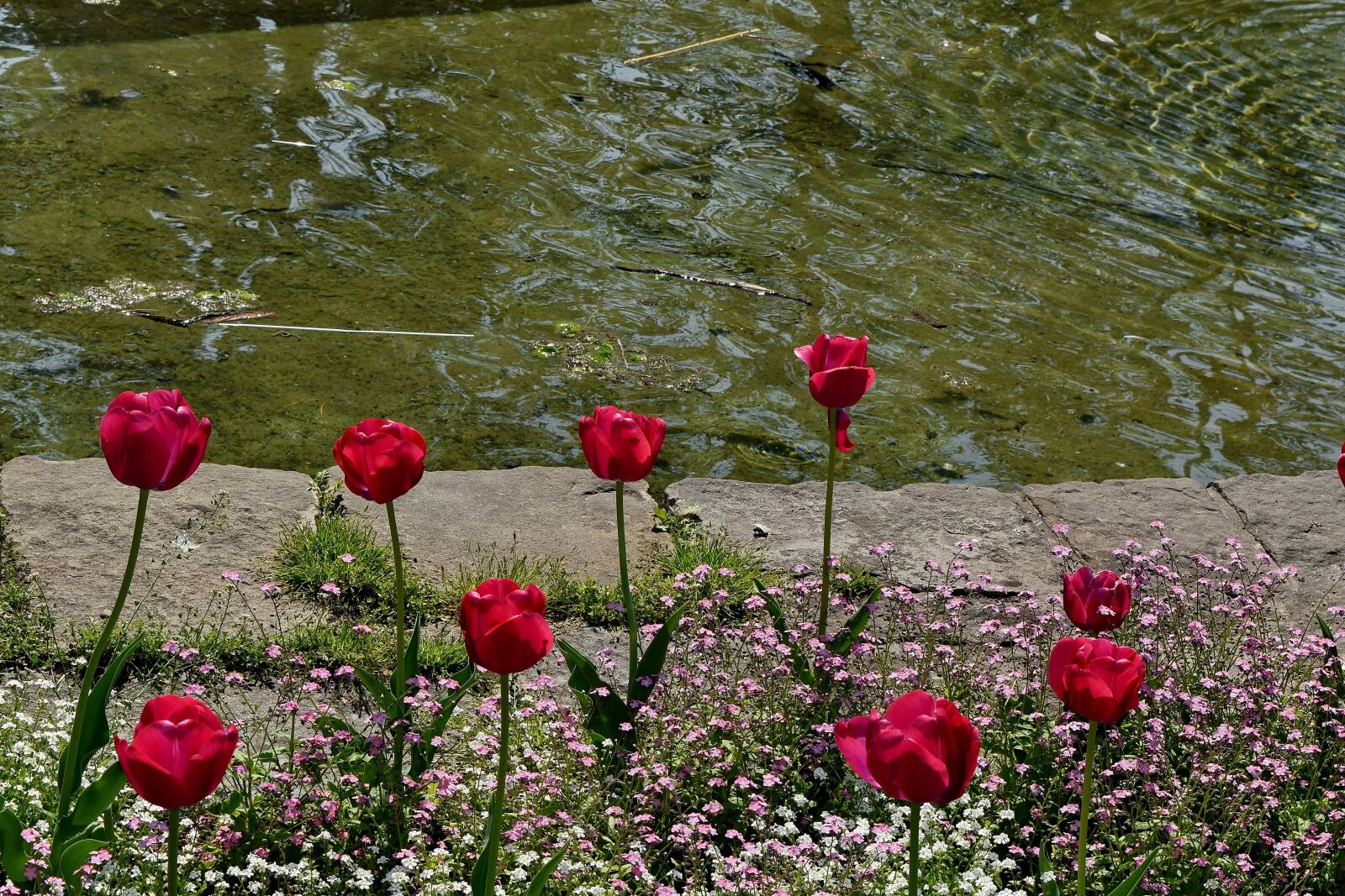 Nikon D5500 sample photo. Garden, lake, tulips, field photography