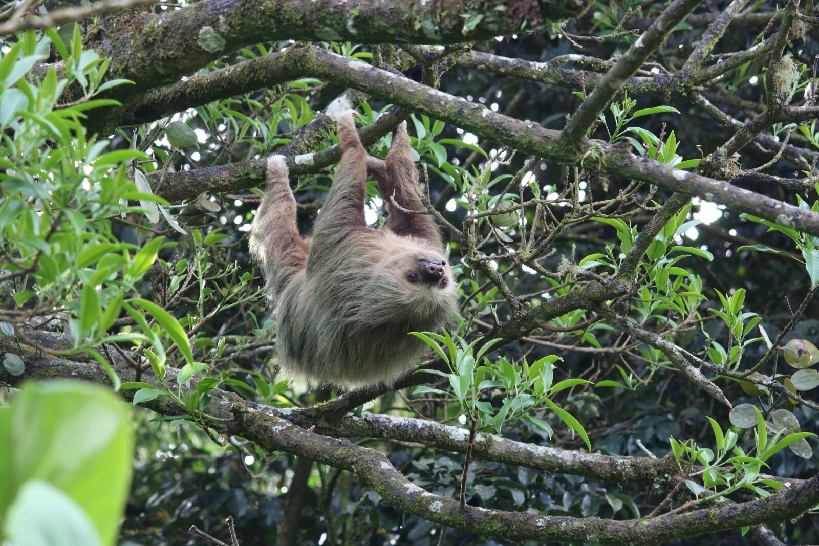 Canon EOS 400D (EOS Digital Rebel XTi / EOS Kiss Digital X) sample photo. Sloth, forest, trees photography