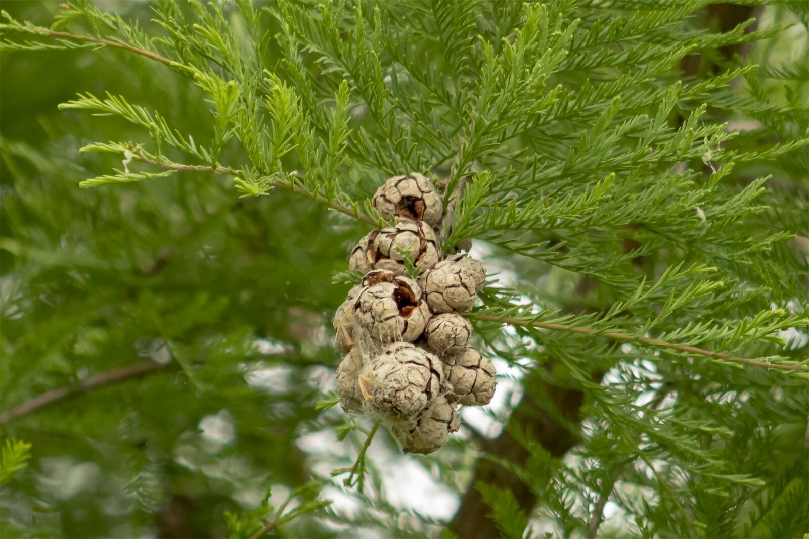 Canon EF75-300mm f/4-5.6 sample photo. Crop, wood, leaves photography