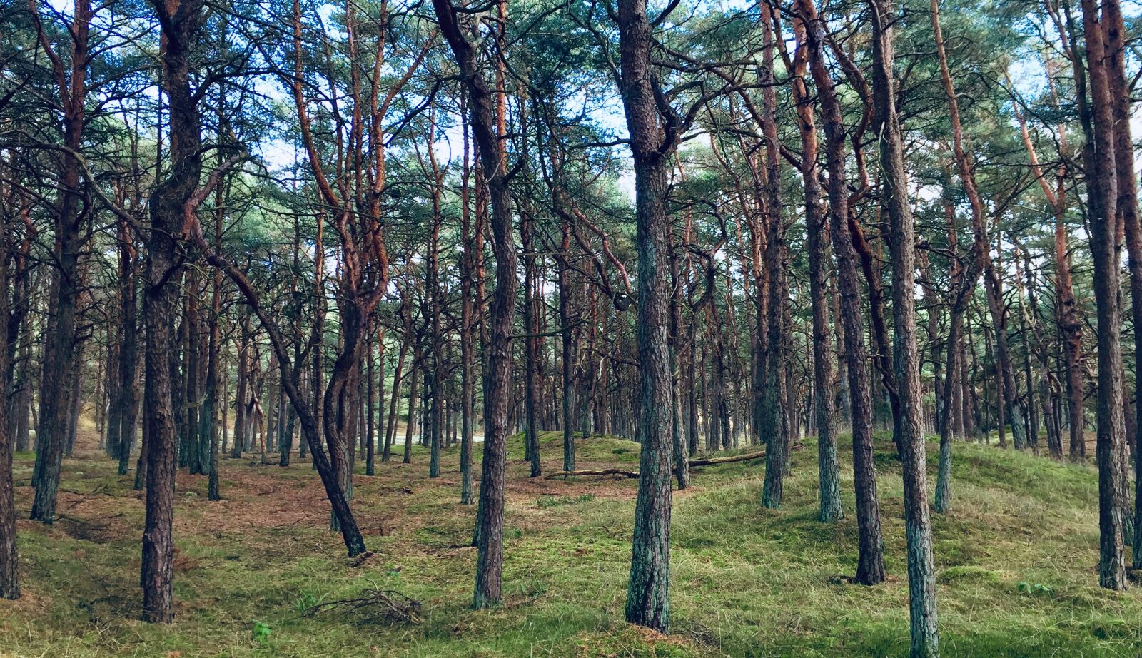 iPhone 6 back camera 4.15mm f/2.2 sample photo. Forest, pine, nature photography