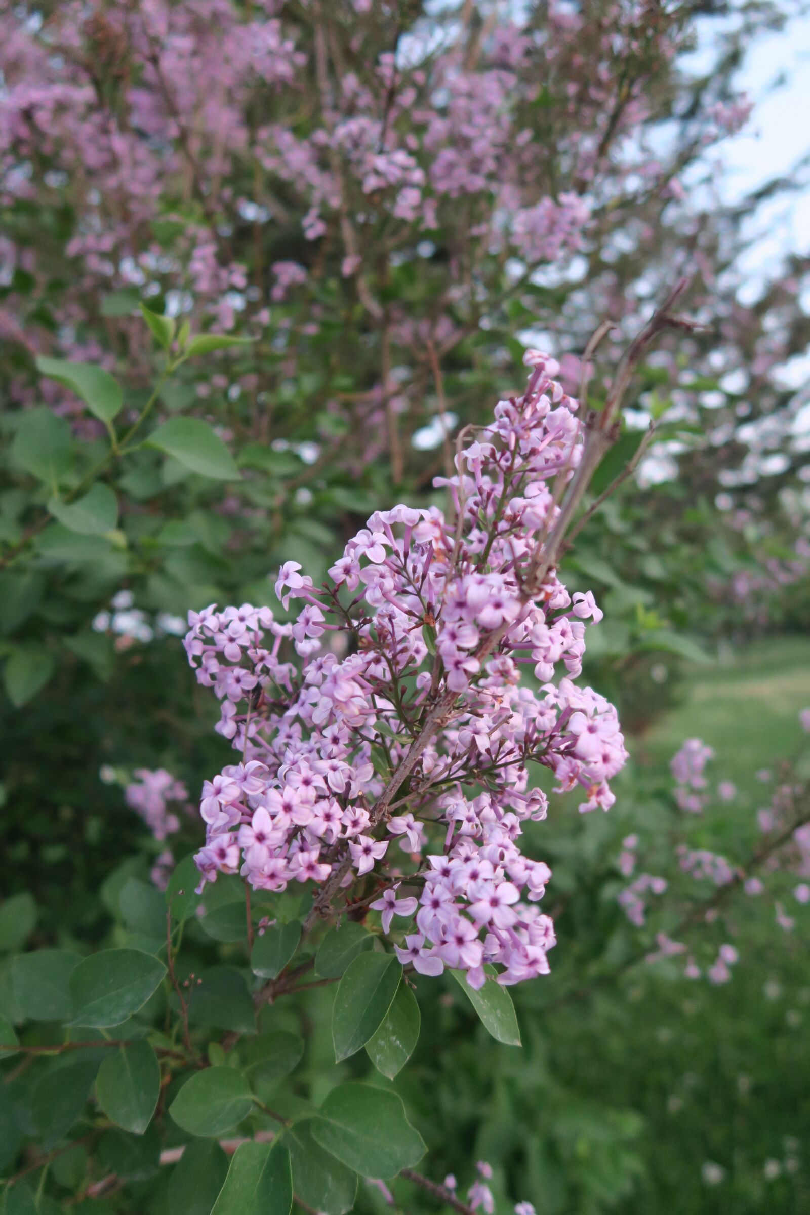 Canon PowerShot G7 X sample photo. Flower, plant, tree photography