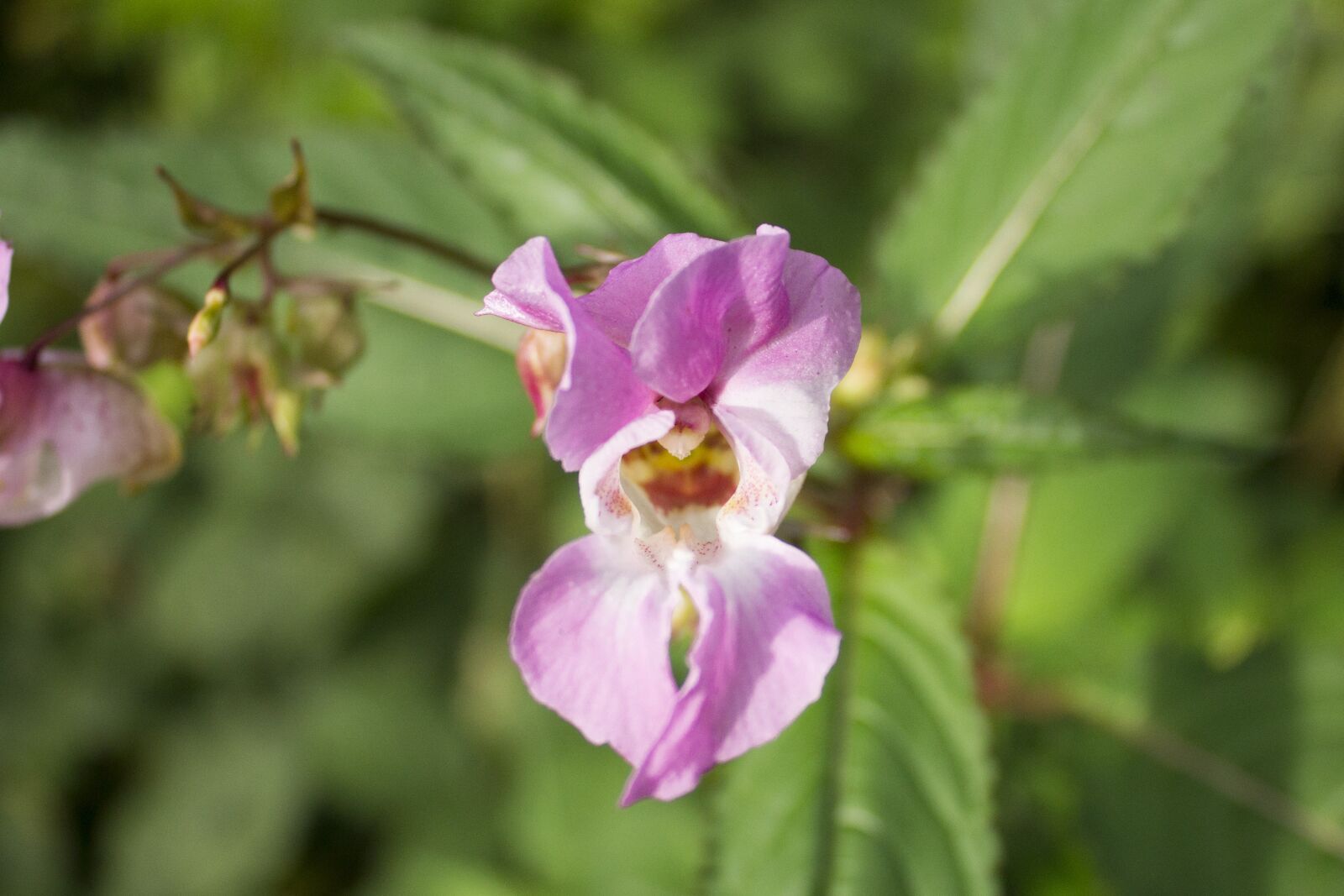 Canon EOS 600D (Rebel EOS T3i / EOS Kiss X5) sample photo. Flower, nature, spring photography