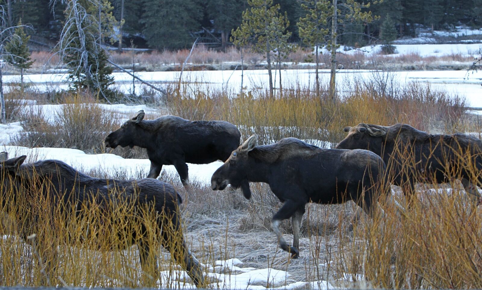 Canon EOS 7D sample photo. Bull moose, wildlife, nature photography