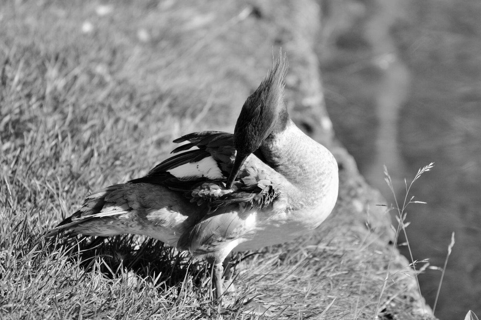 Nikon D3200 sample photo. Merganser, ducks, waterfowl photography