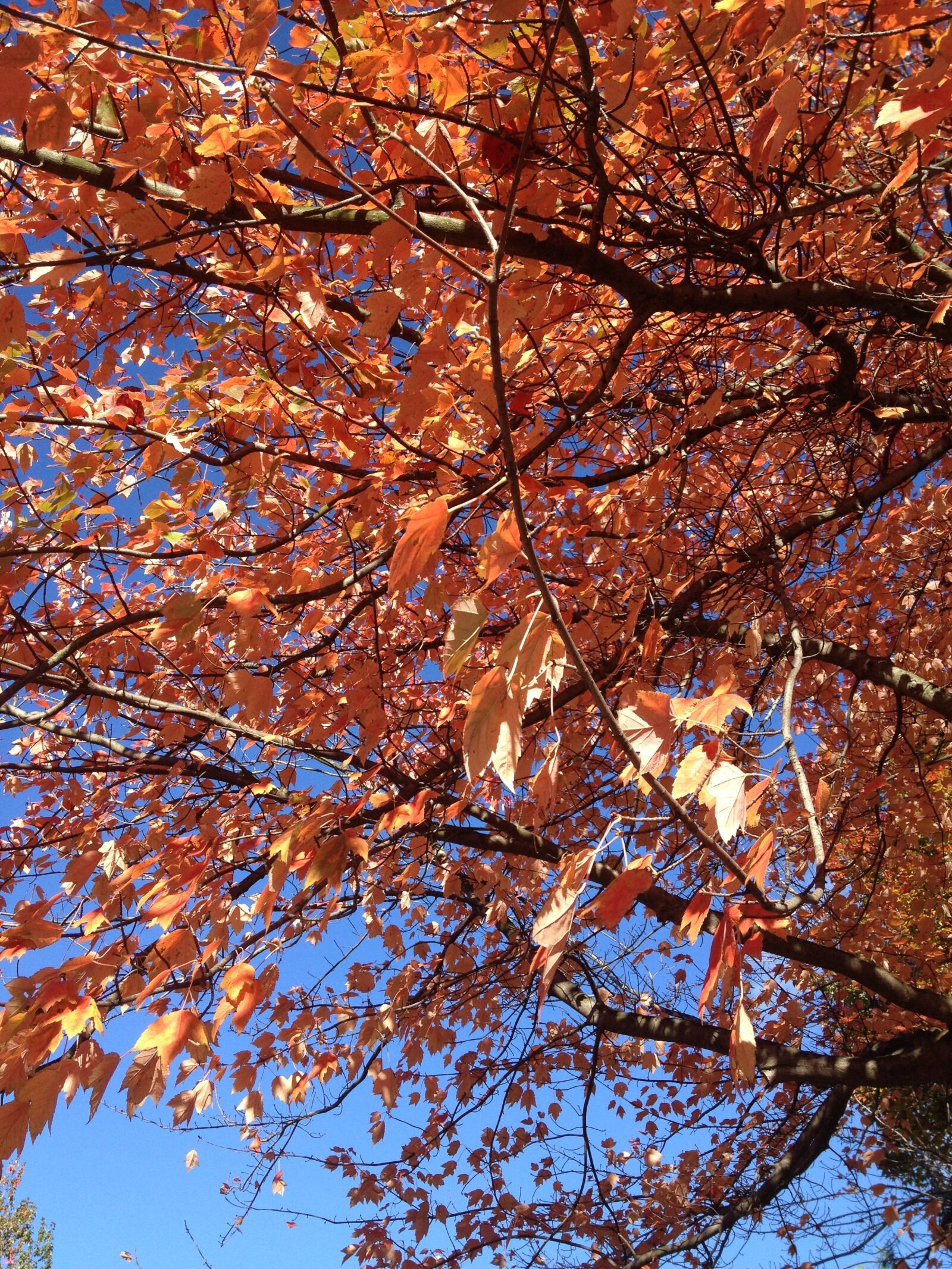 iPhone 4S back camera 4.28mm f/2.4 sample photo. Autumn, maple, red photography
