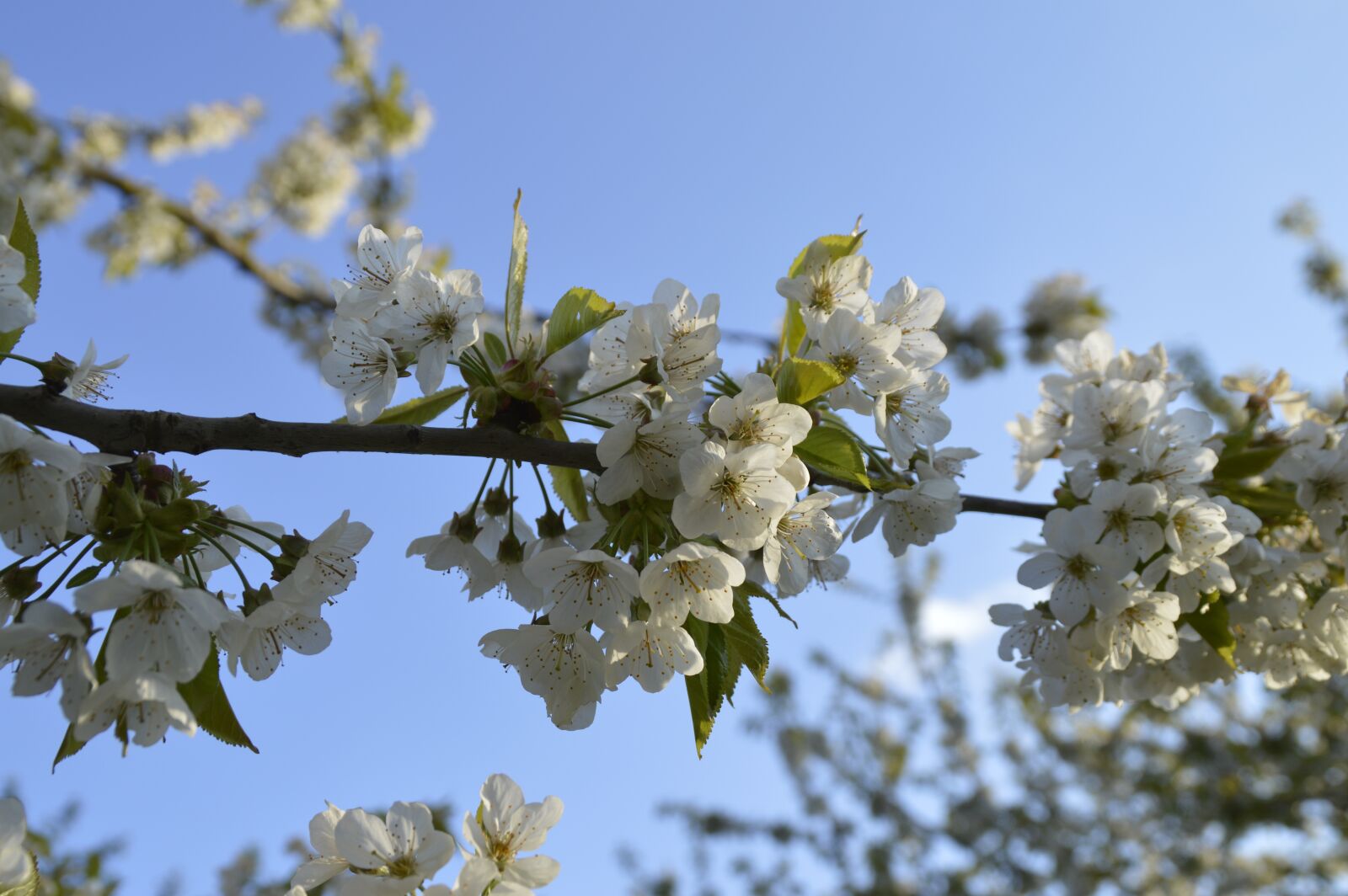 Nikon D3200 sample photo. Cherry blossom, cherry tree photography
