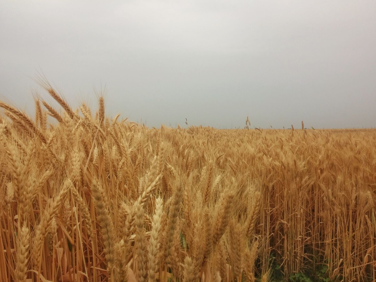 LG G2 sample photo. Golden, landscape, wheat, field photography