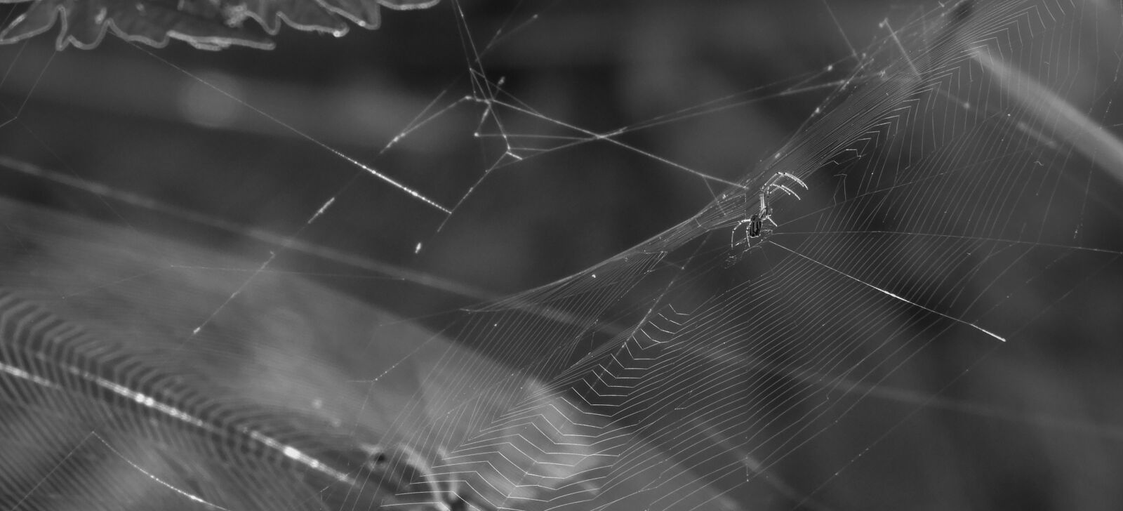Nikon Coolpix B700 sample photo. Black and white, spider photography