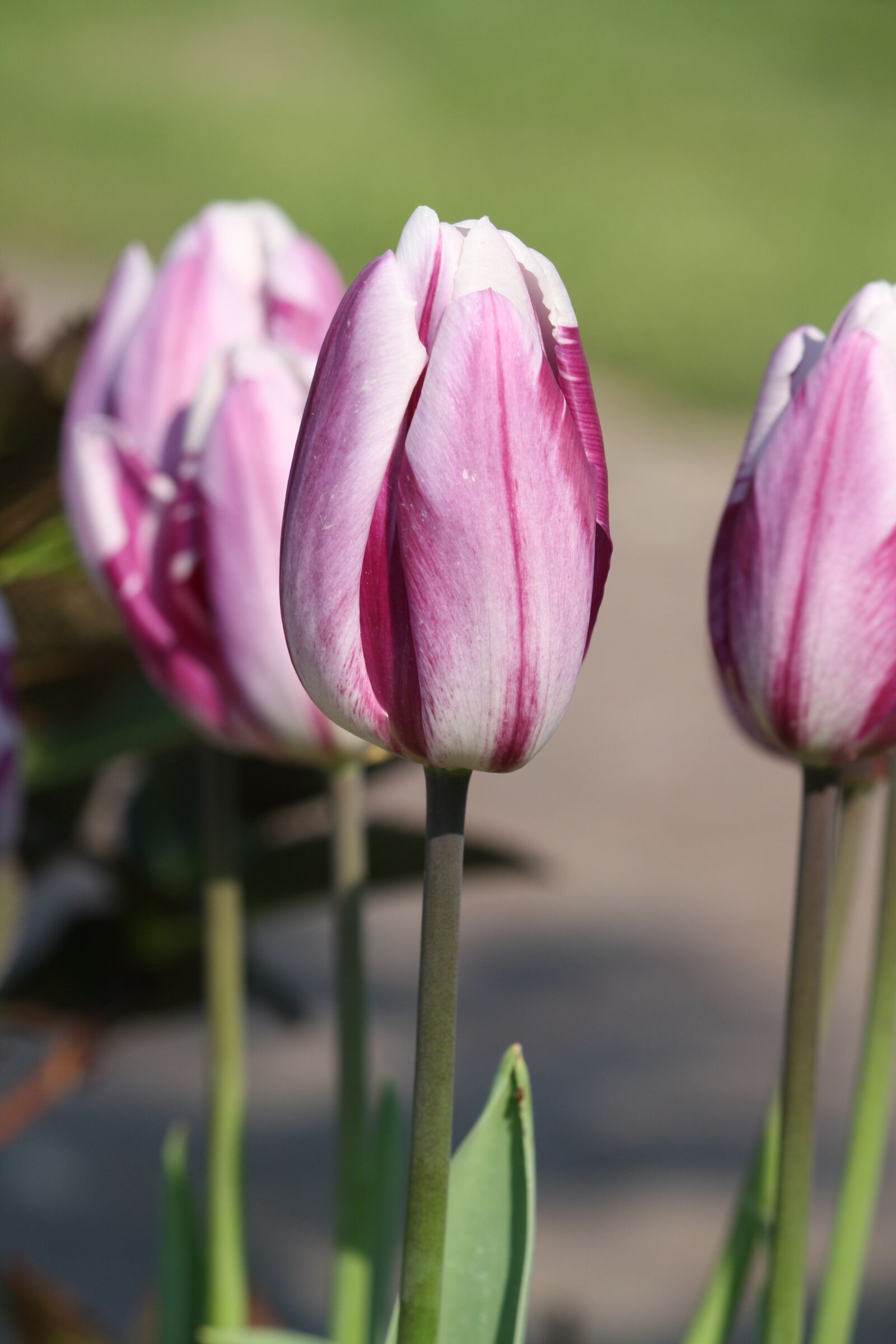 Canon EOS 1000D (EOS Digital Rebel XS / EOS Kiss F) sample photo. Tulip, pink, spring photography