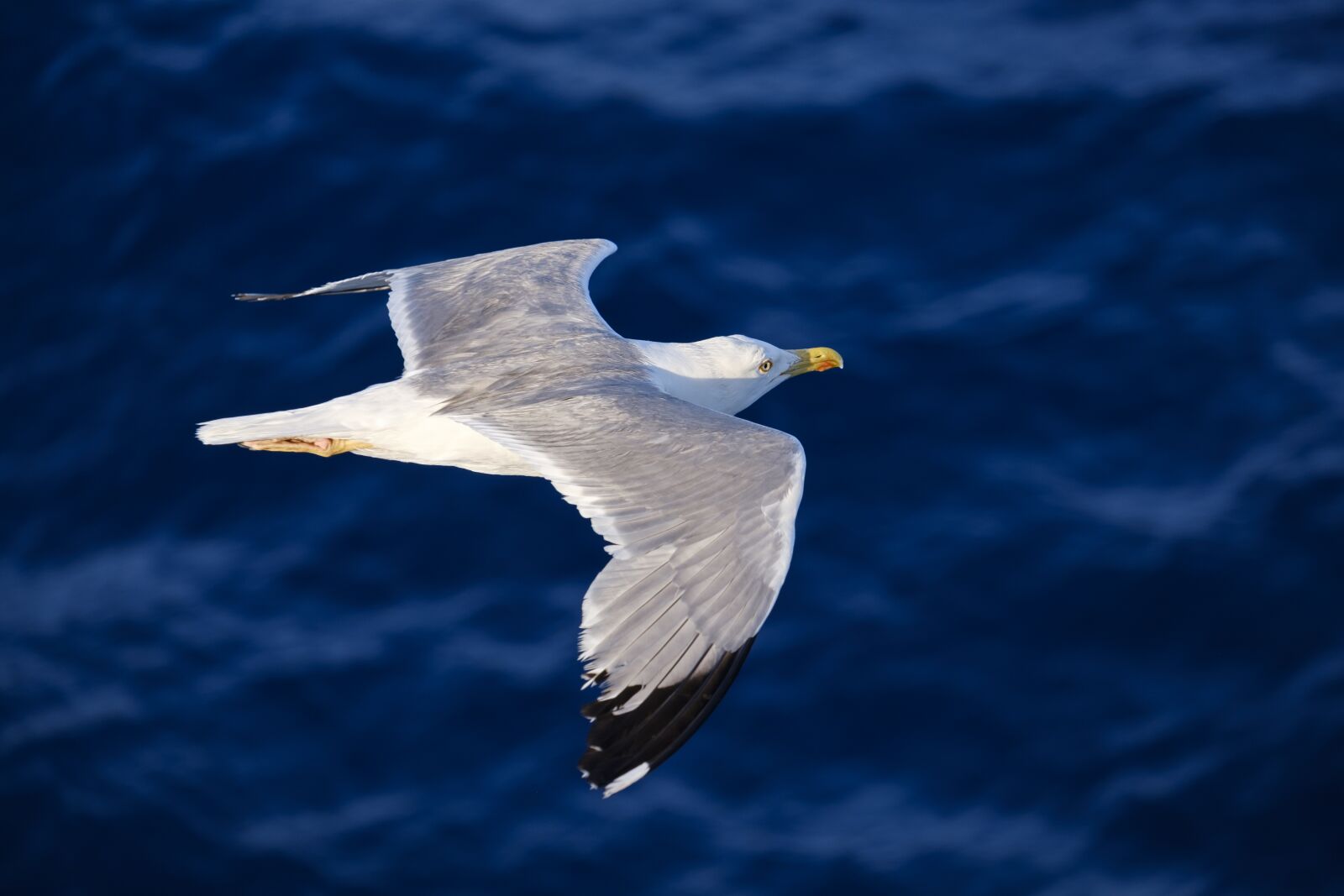 Fujifilm X-T2 + Fujifilm XF 55-200mm F3.5-4.8 R LM OIS sample photo. Seagull, bird, water bird photography